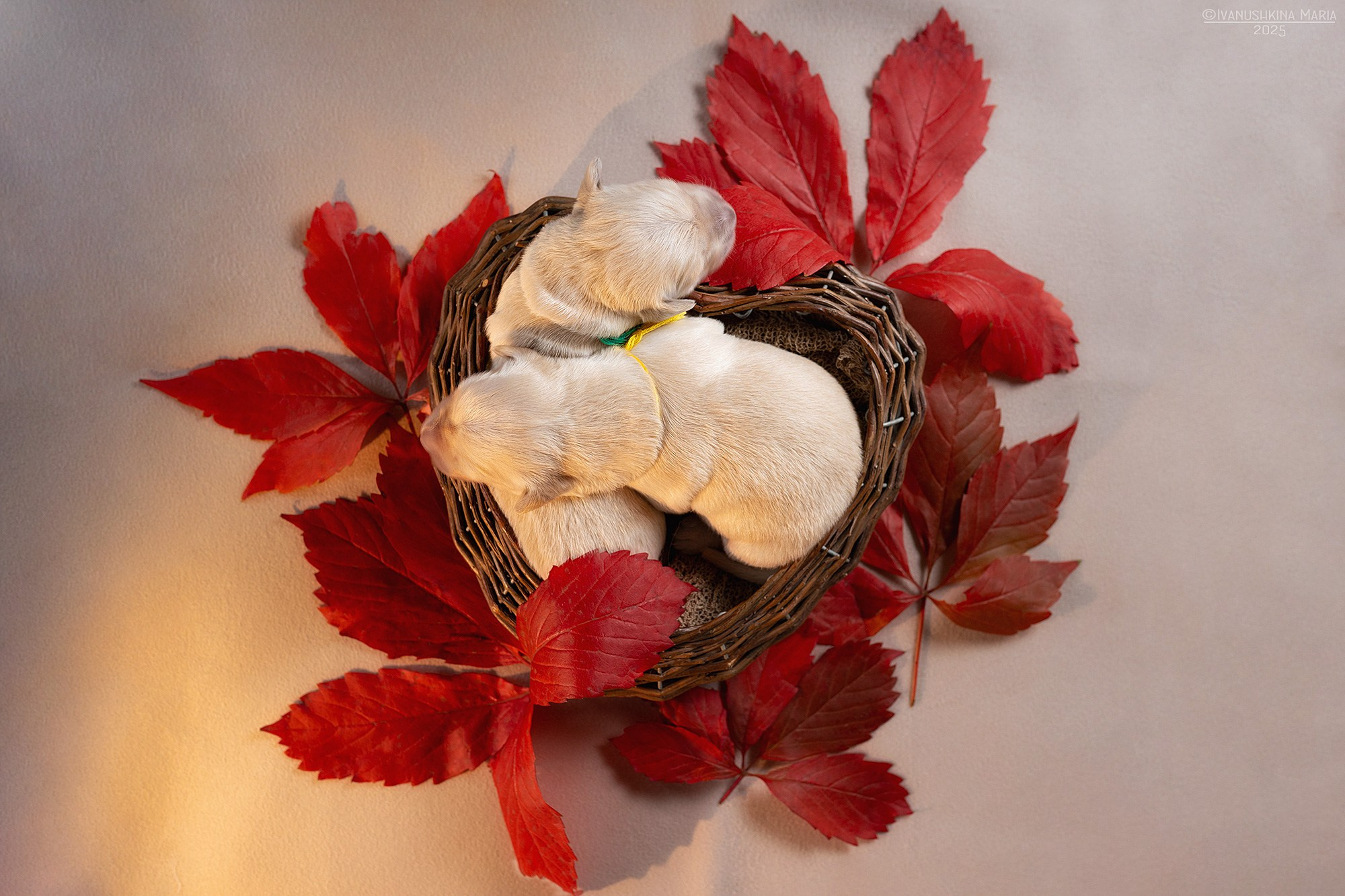 Ньюборн фотосессия щенков. Фотограф собак в Москве и Московской области Иванушкина Мария