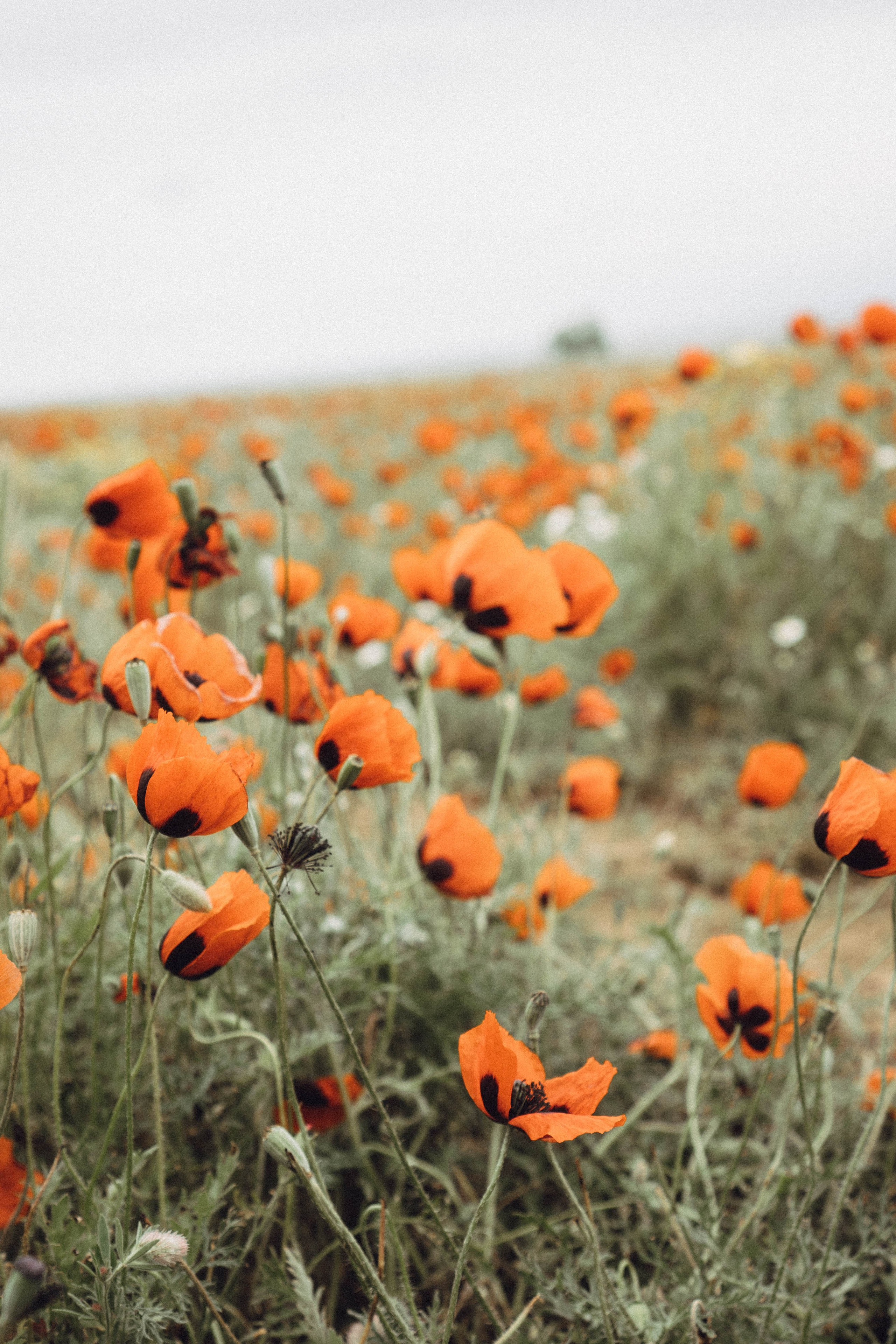 Кавказ. Профессиональный фотограф, Санкт-Петербург — Виктория Богомолова