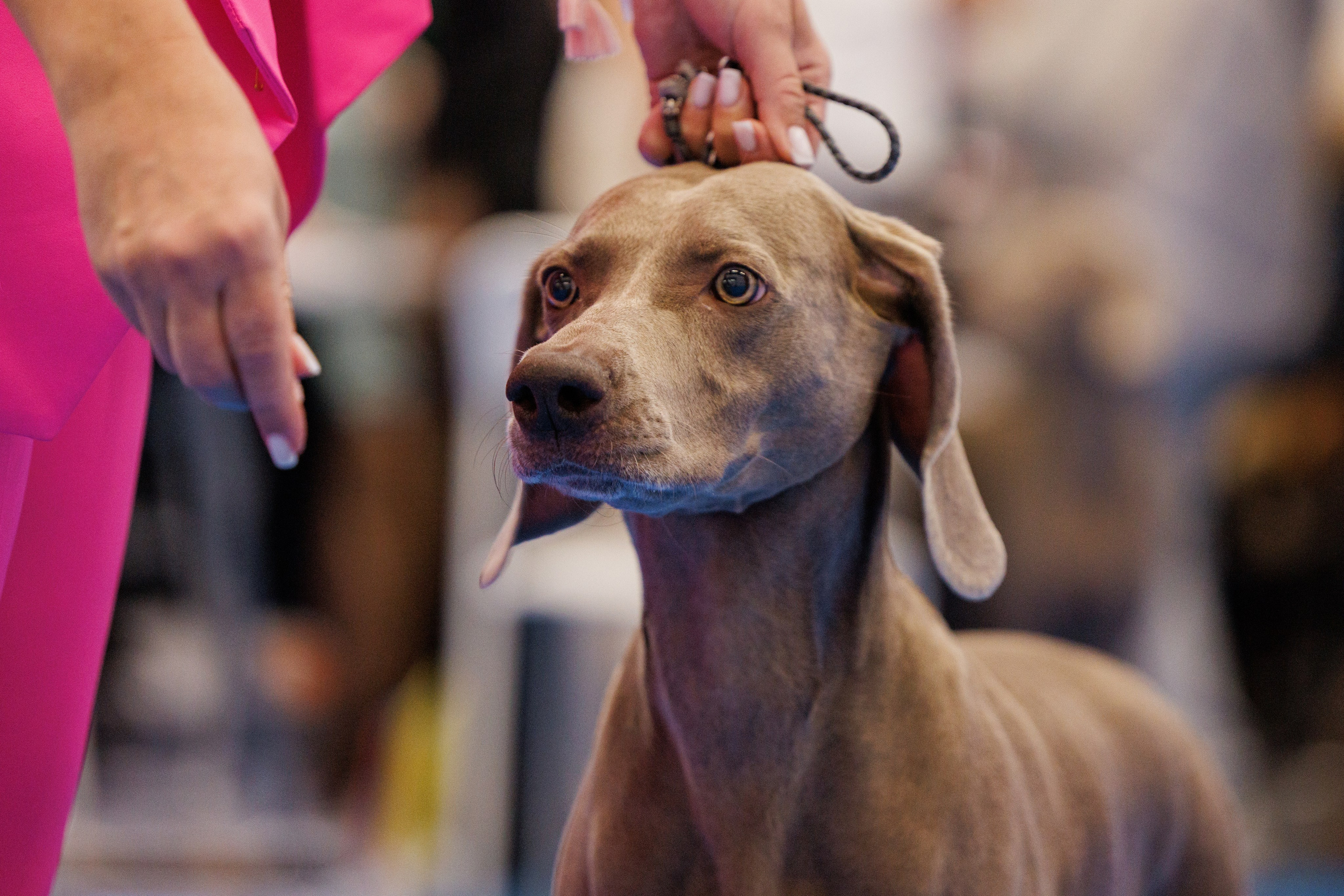 Нижний Новгород 21-22.10.2023. Фотограф-анималист Юлия Германика