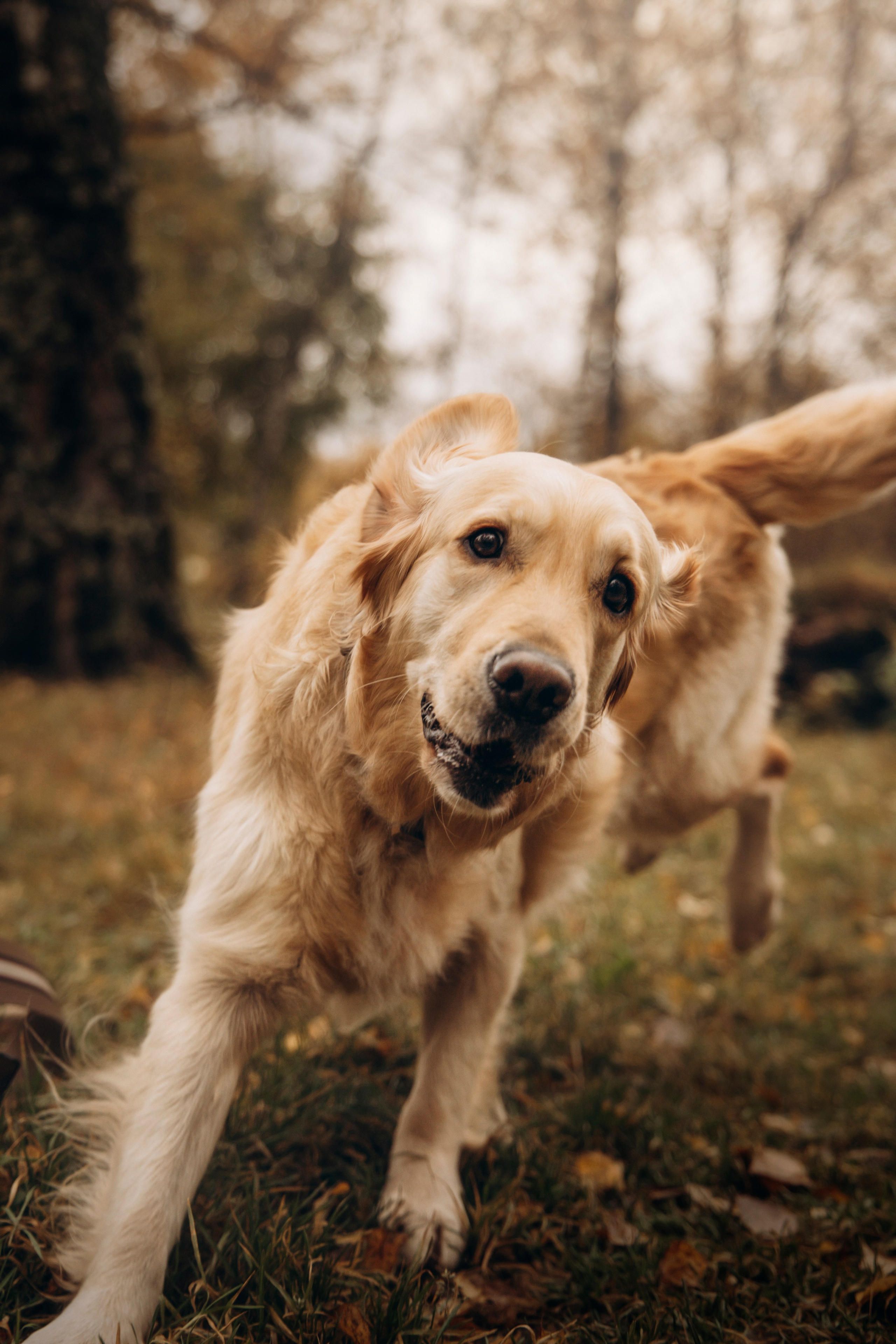Марина и Чили. Фотограф — Анималист | Санкт-Петербург