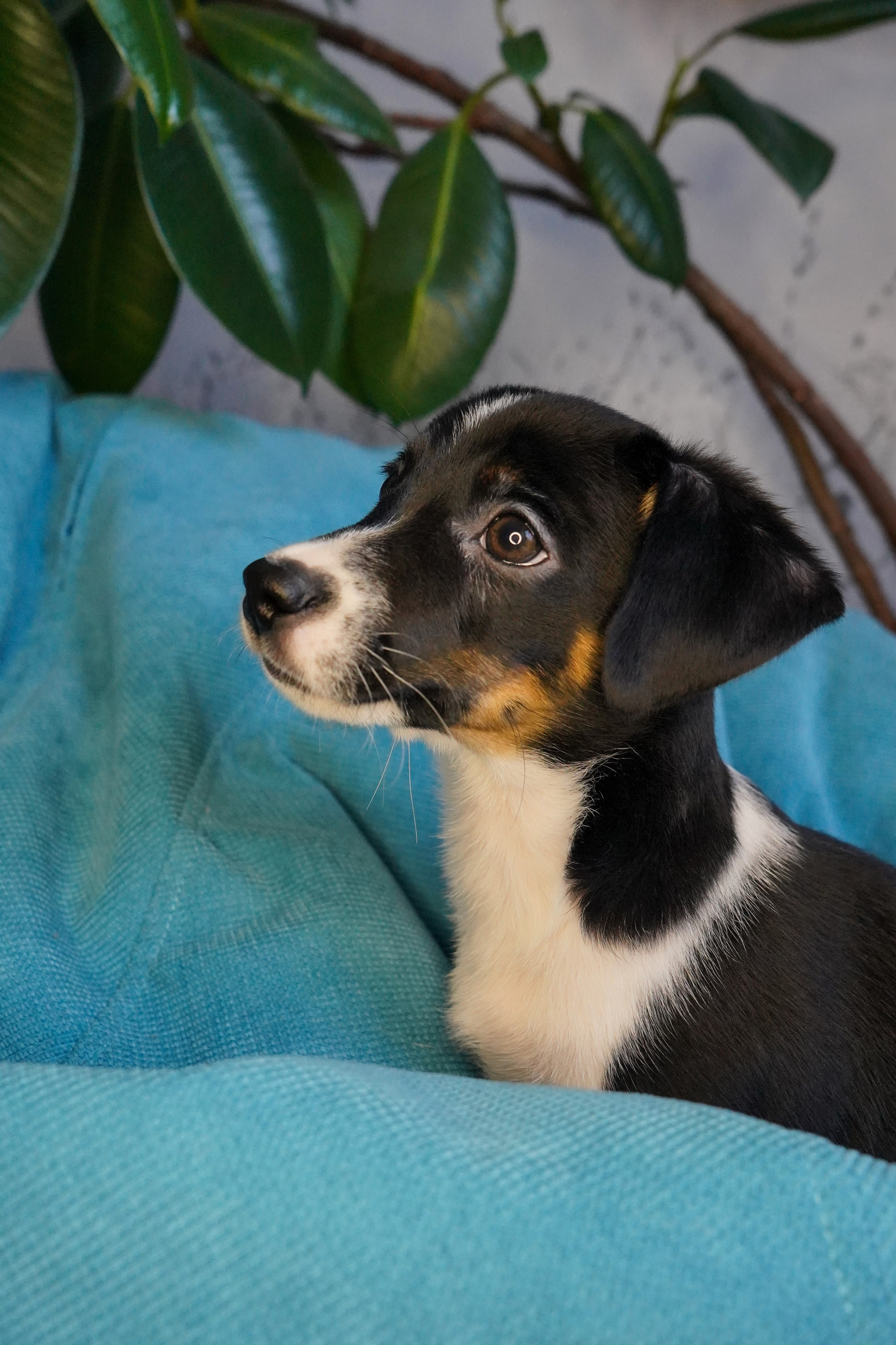 Фотосессии Пушистиков. Фотограф в Санкт-Петербурге Виктория Барышникова