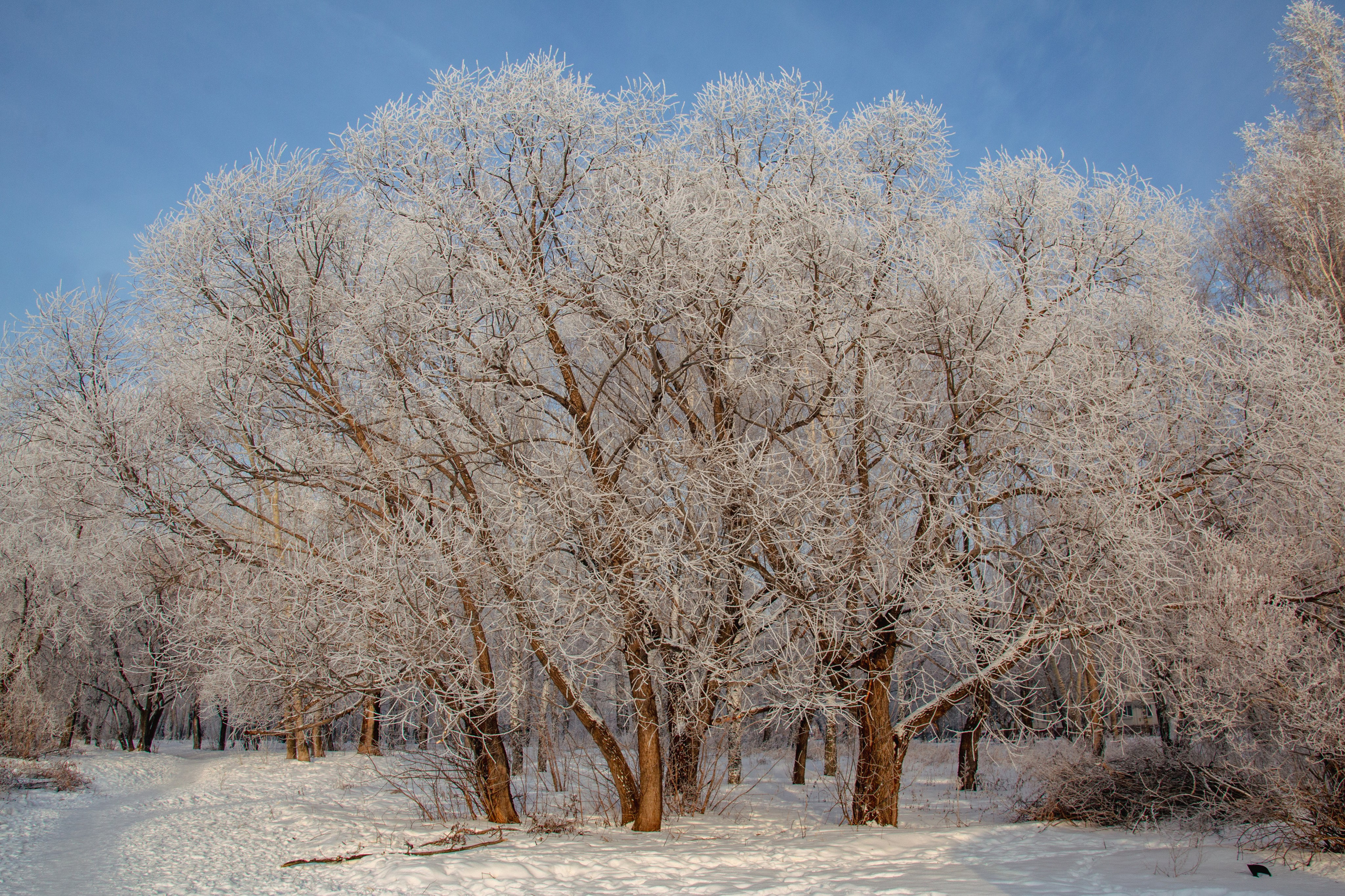 Зима. Ваш фотограф Северск | Томск