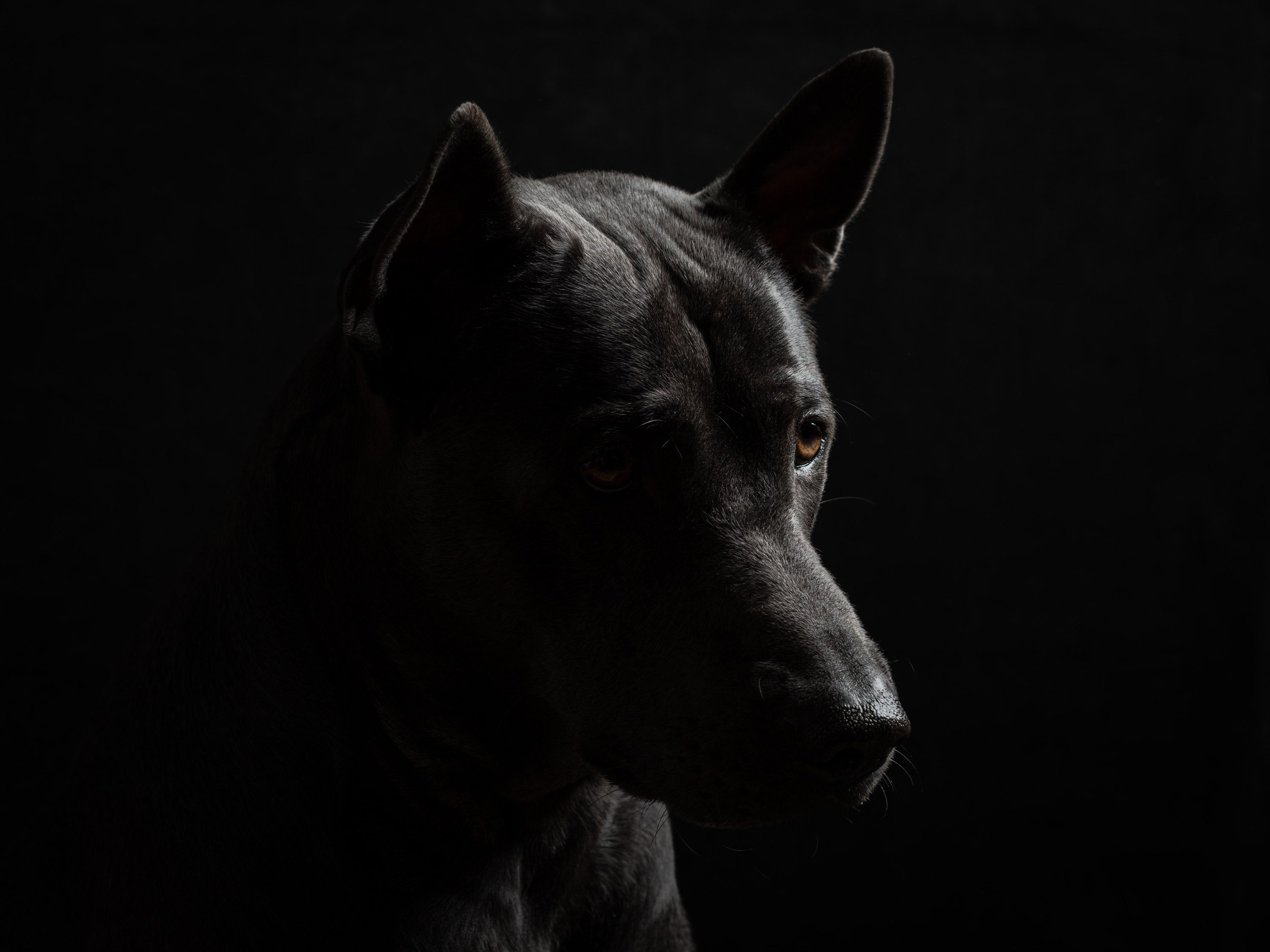 Адам | тайский риджбек. Alexandrovna photography
