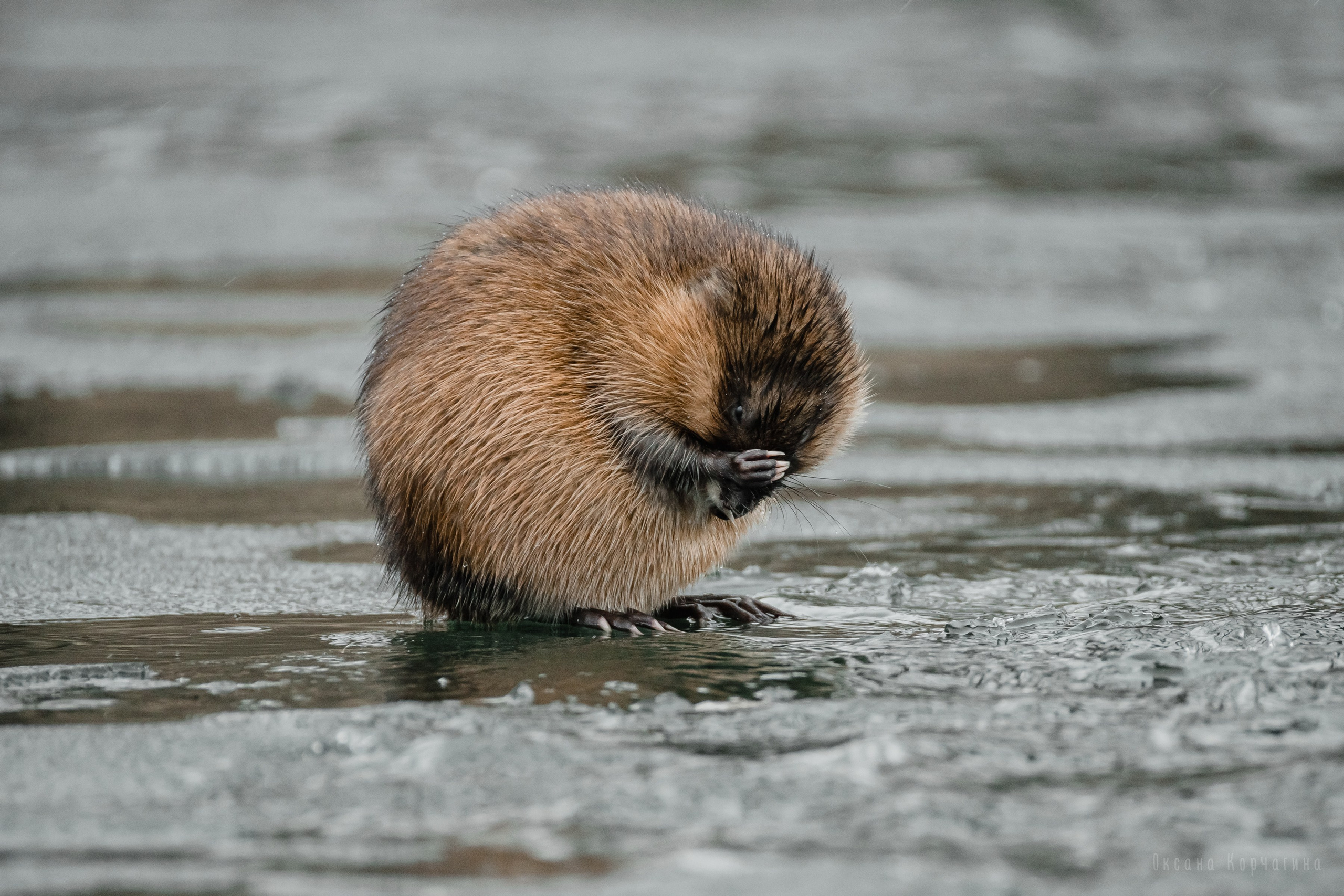 Ондатры. Фотограф в Красноярске Оксана Корчагина