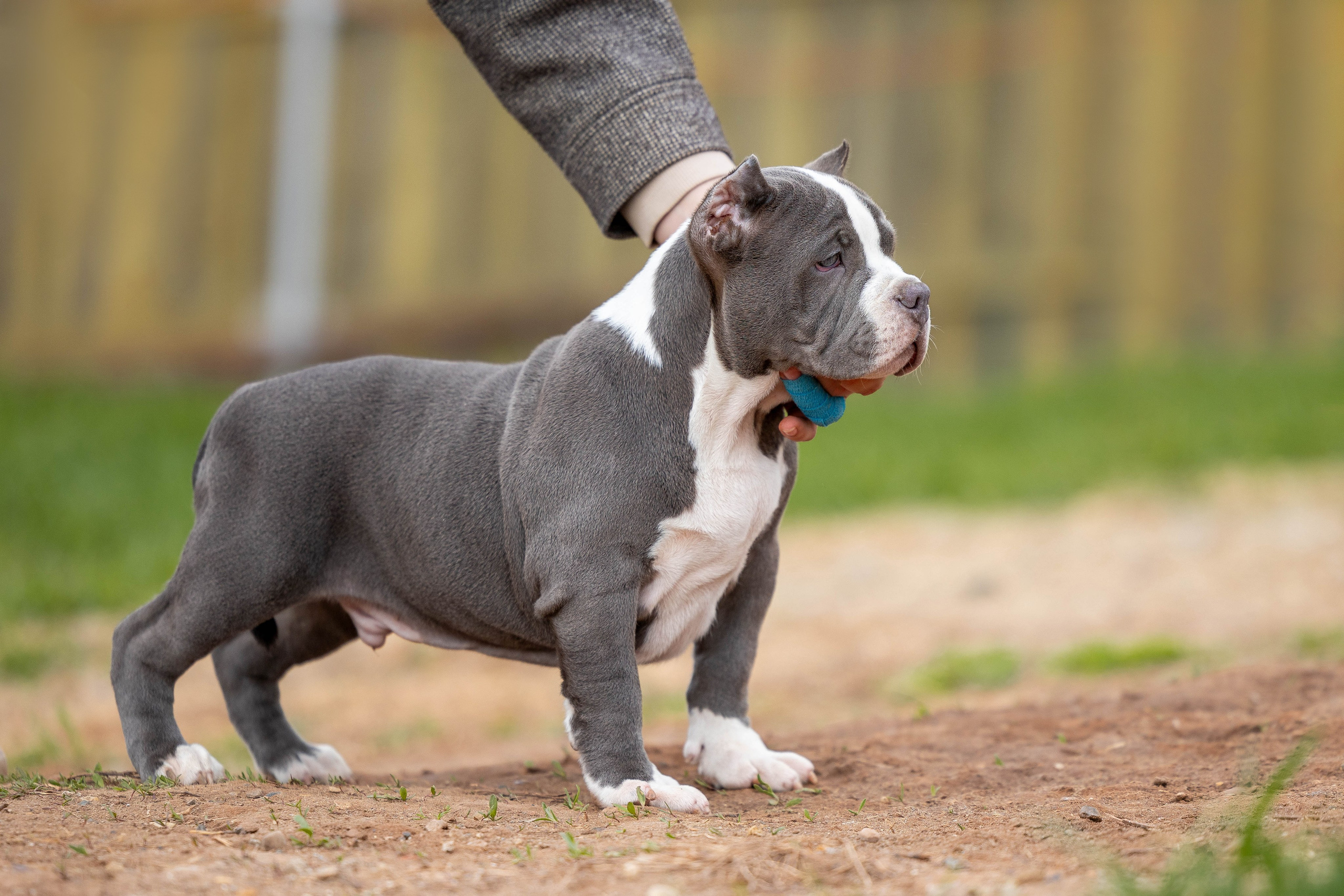Щенки булли. Фотограф Анималист в Перми Анастасия Остерман