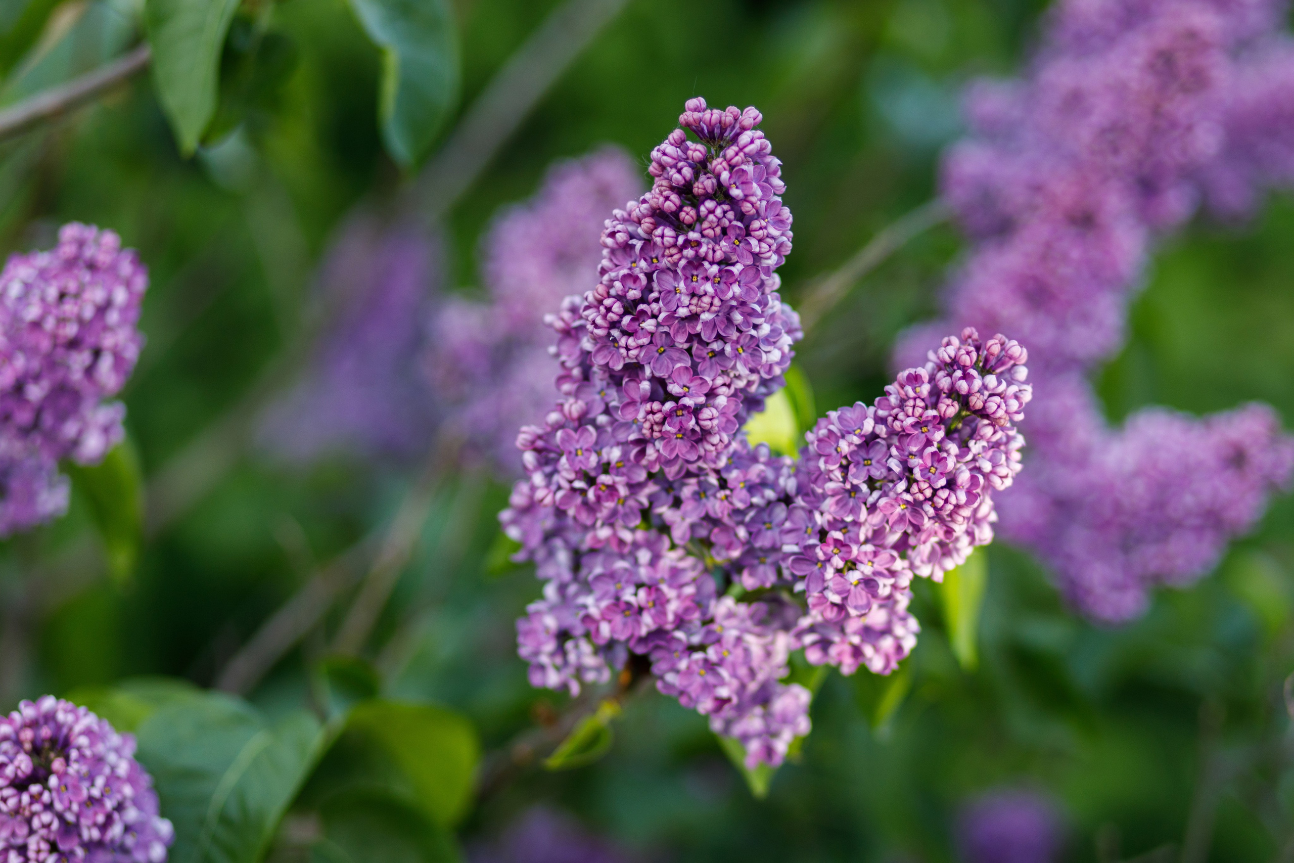Сирень В ботаническом саду им. Цицина
