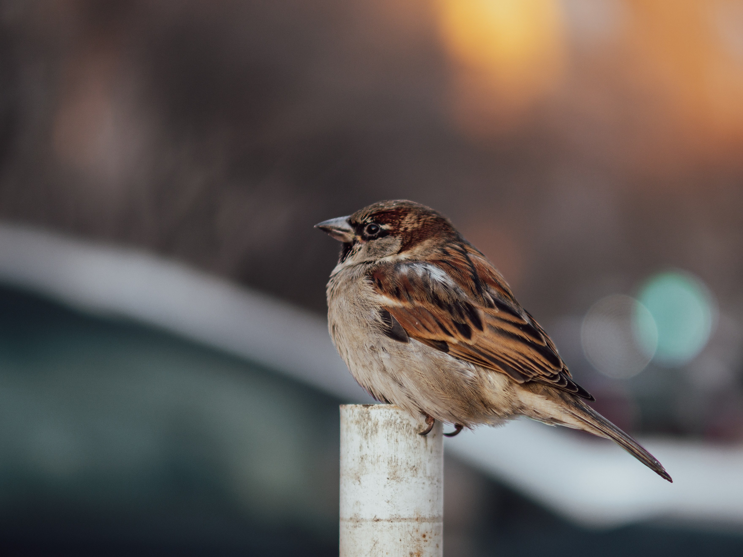 Воробьи. Профессиональная фотография от VladEstaf_StyloQArt: портреты, репортажи, семья
