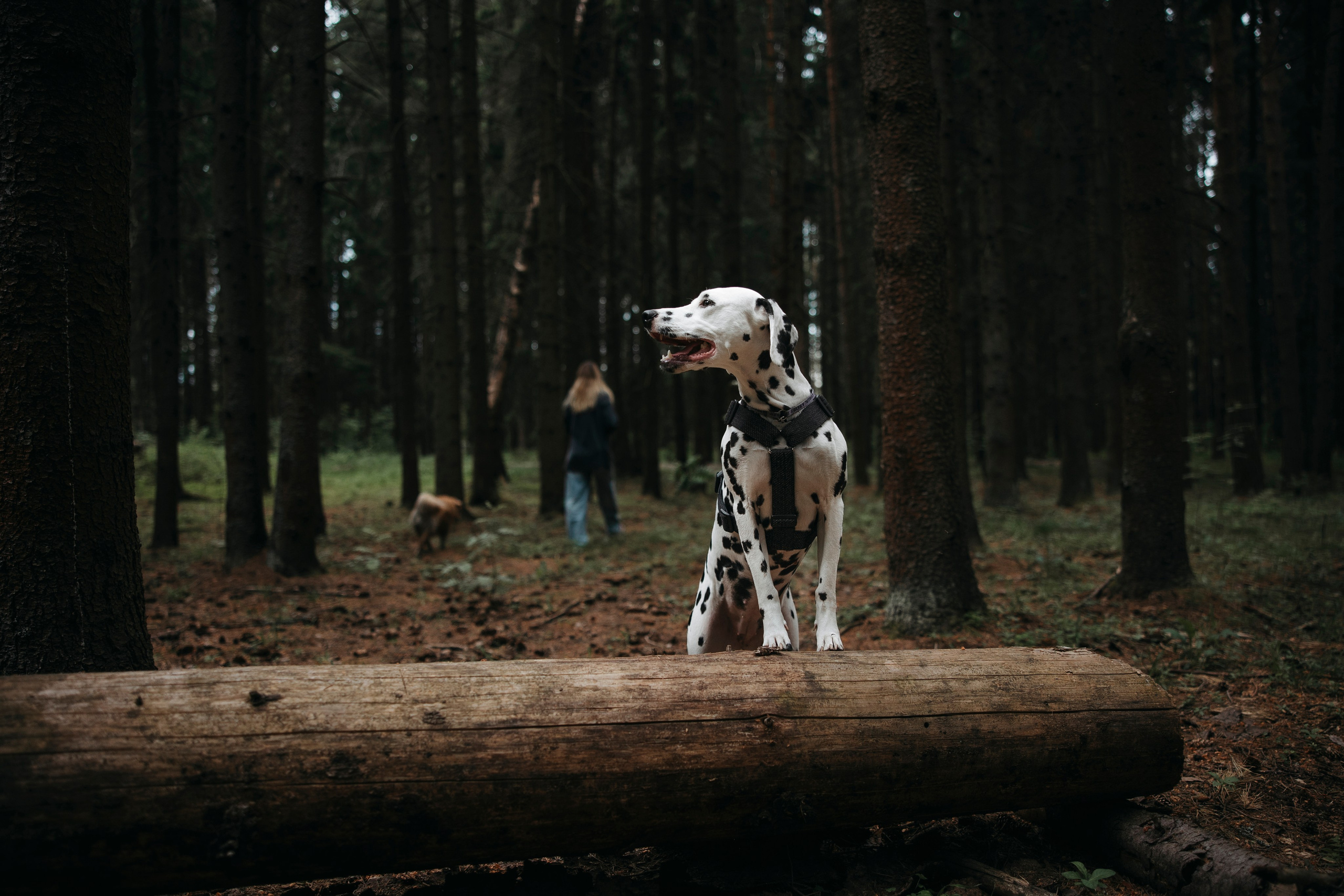 Съемка с собакой. Анастасия Белаш