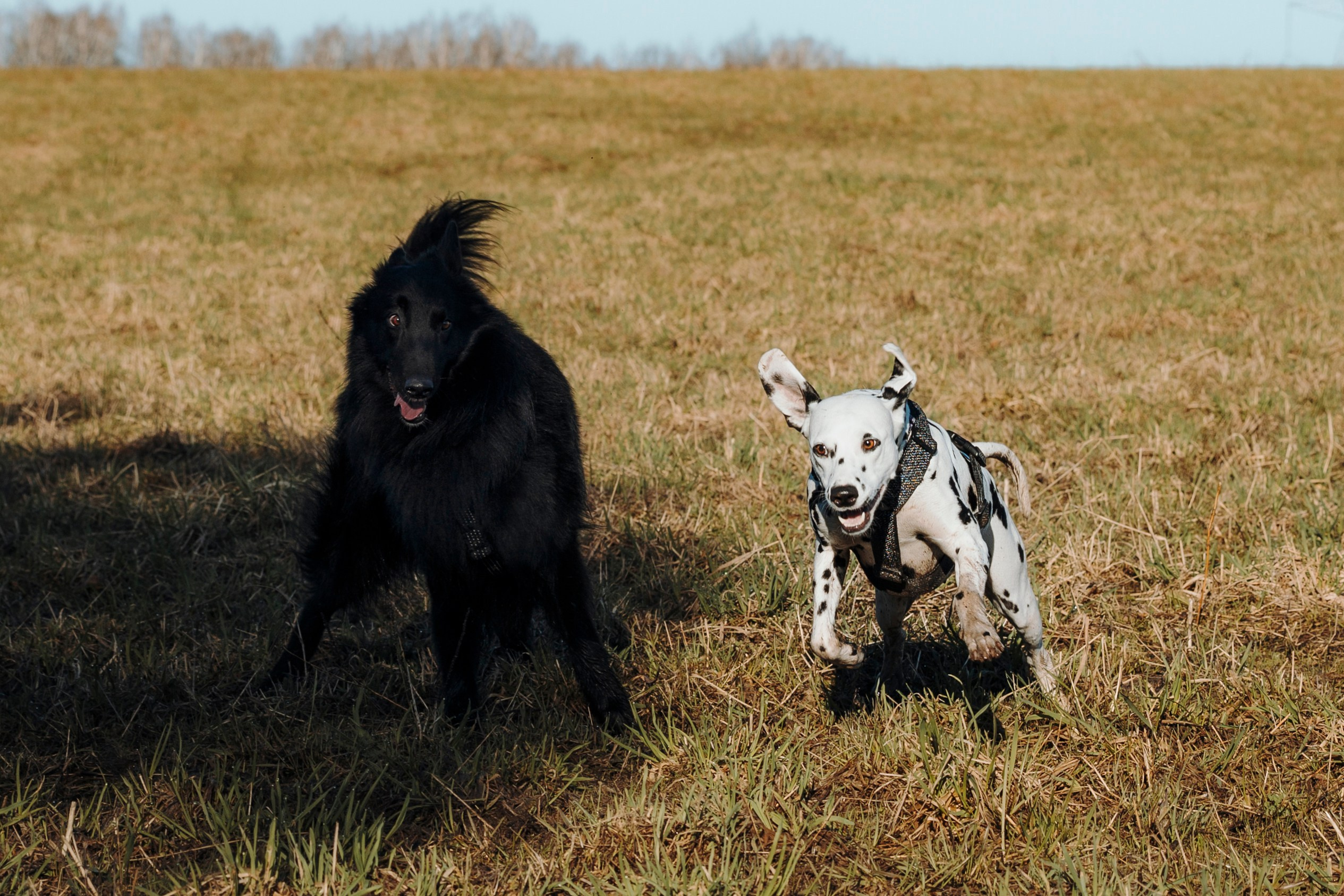 Смена в «DogCamp». Анастасия Белаш
