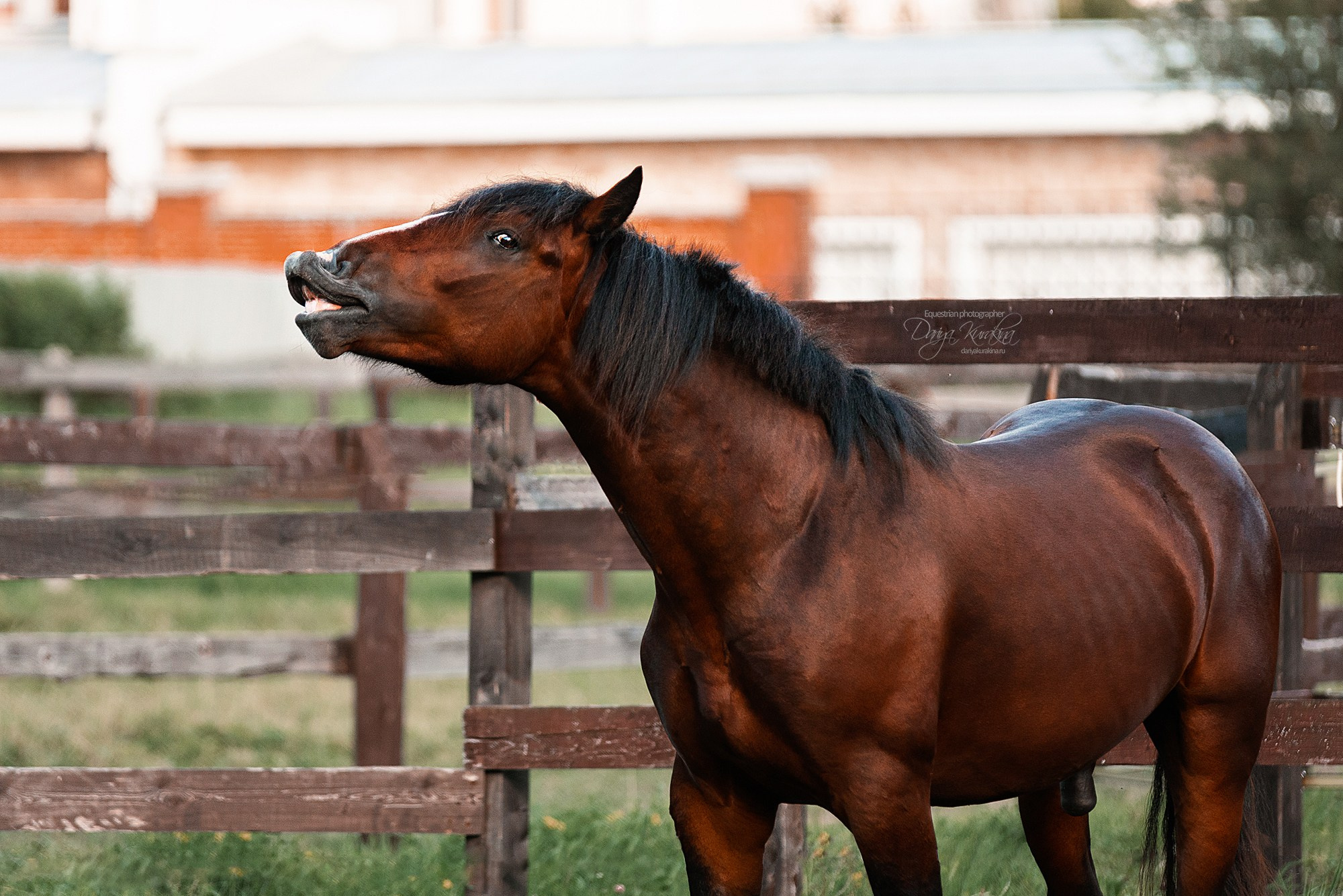 Волконский. Конный фотограф Куракина Дарья • Фотосессии с лошадьми