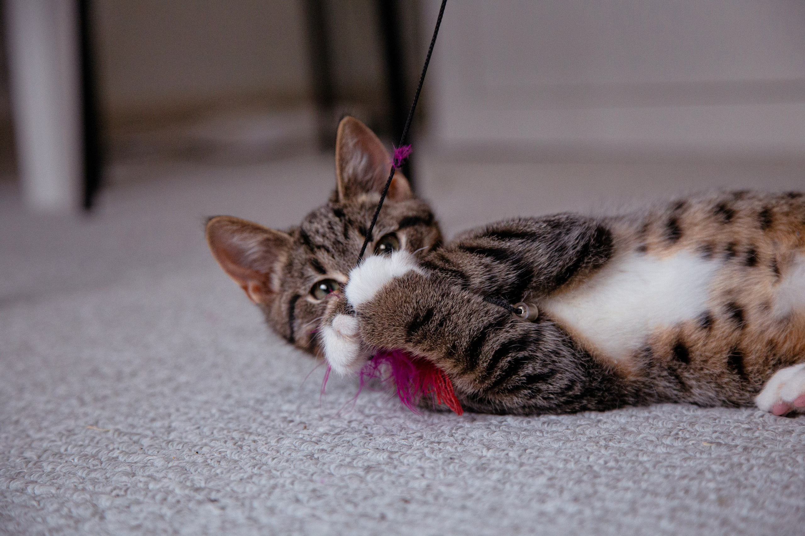 Съемка животных. Фотограф-режиссёр Майя | Москва