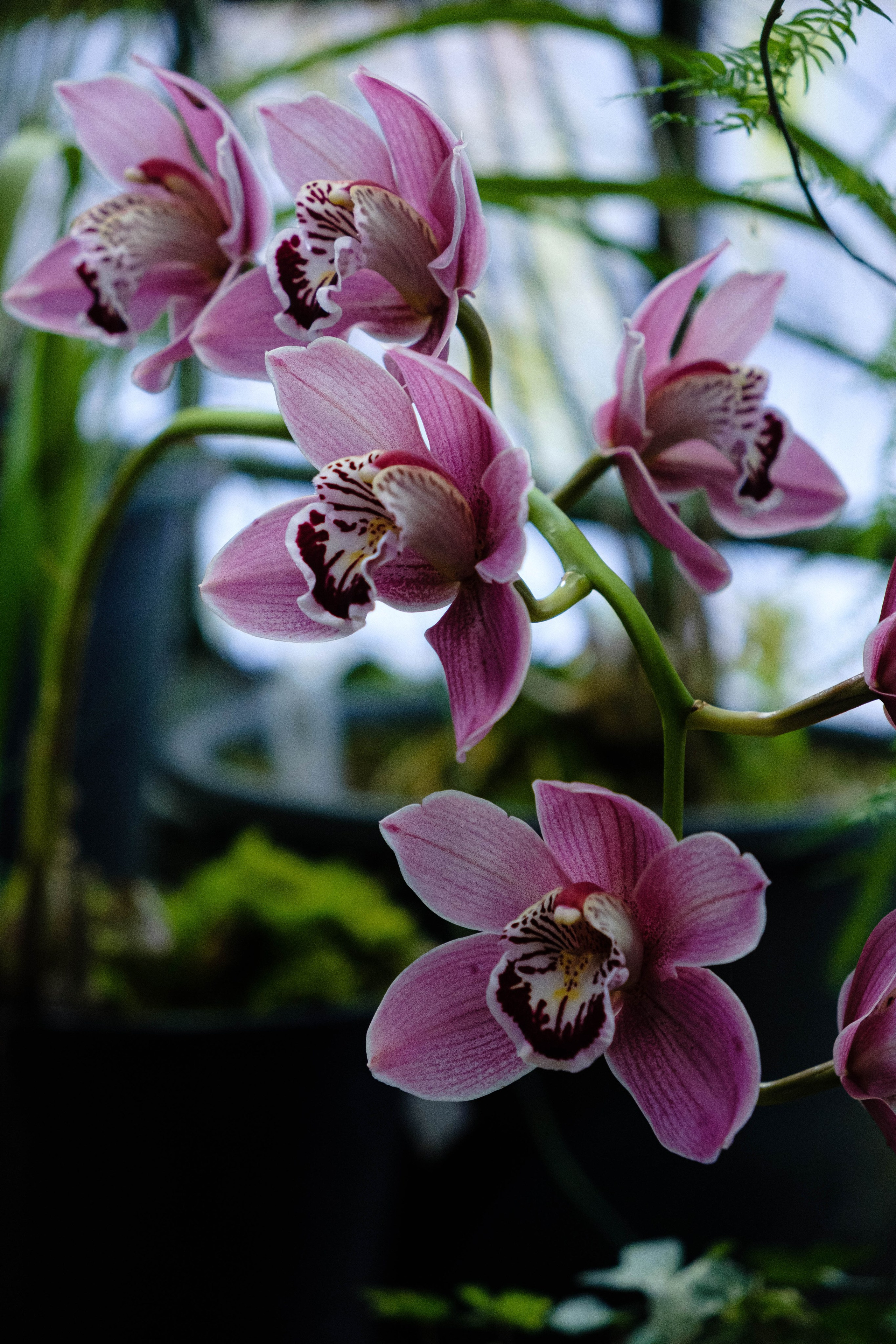 Старая Фондовая оранжерея. Алексей Никифоров свадебный и семейный фотограф Москва, Химки