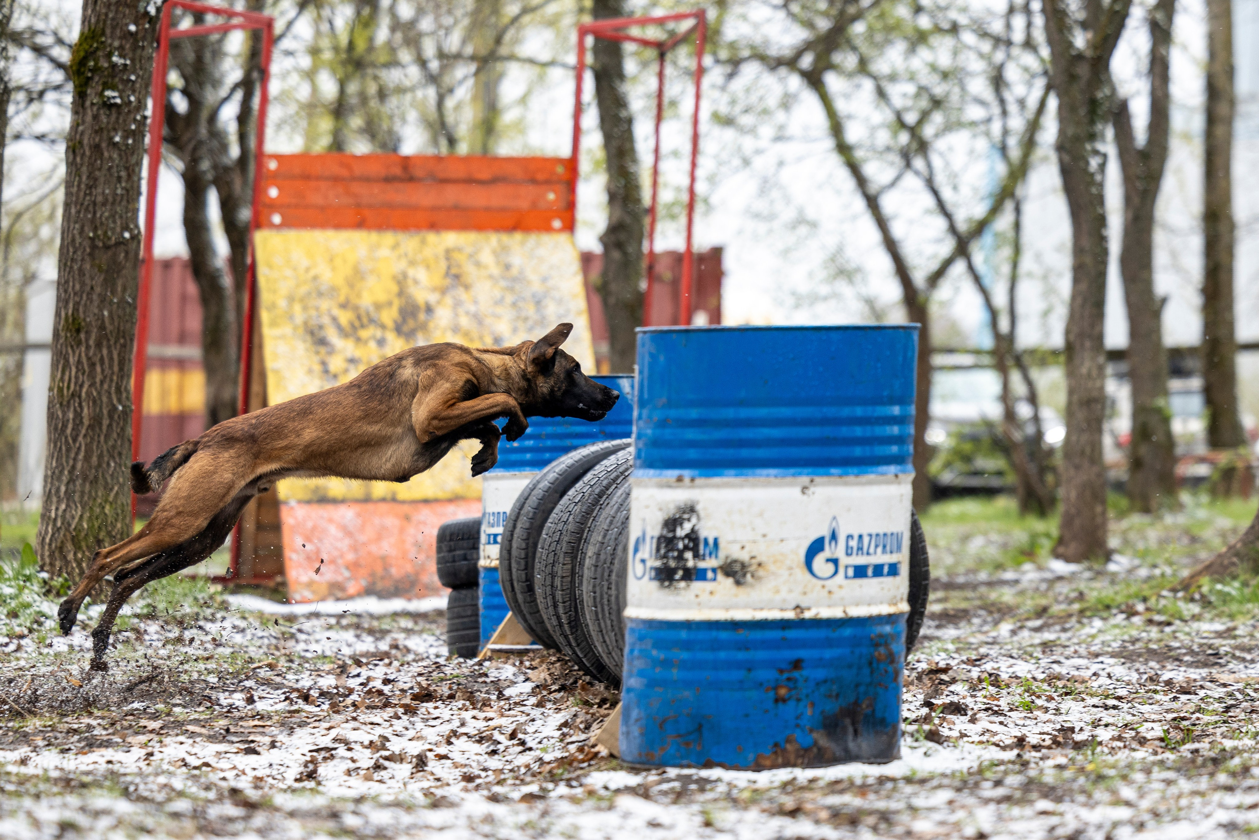 Квалификационные состязания по мондьорингу г. Вологда 11.05.24. Фотограф-анималист Анна Маринич