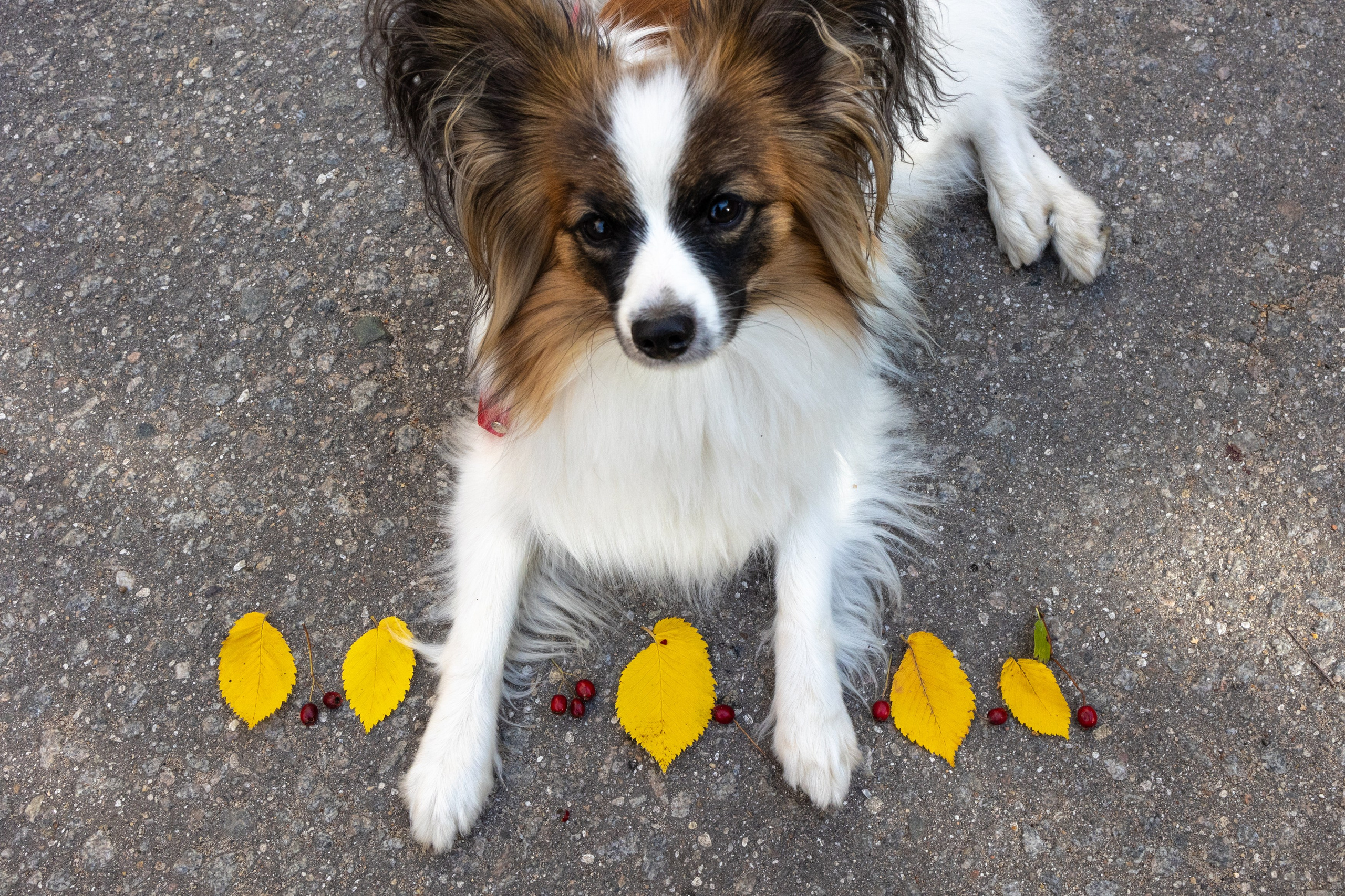 Хьюстон. Фотограф анималист Аня Ливанова | Рыбинск