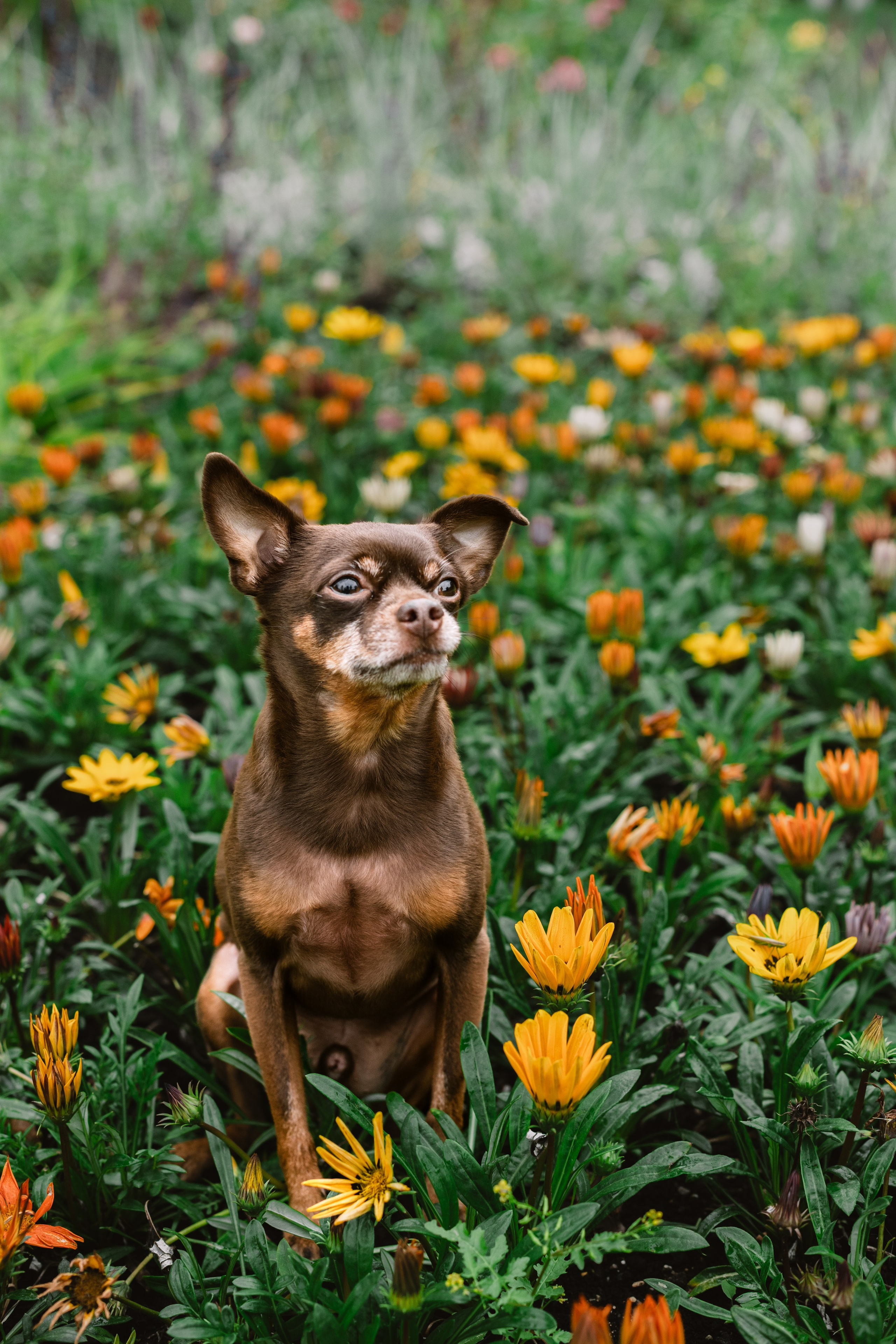 Юля и Леонид. Фотограф-анималист Татьяна Степанова