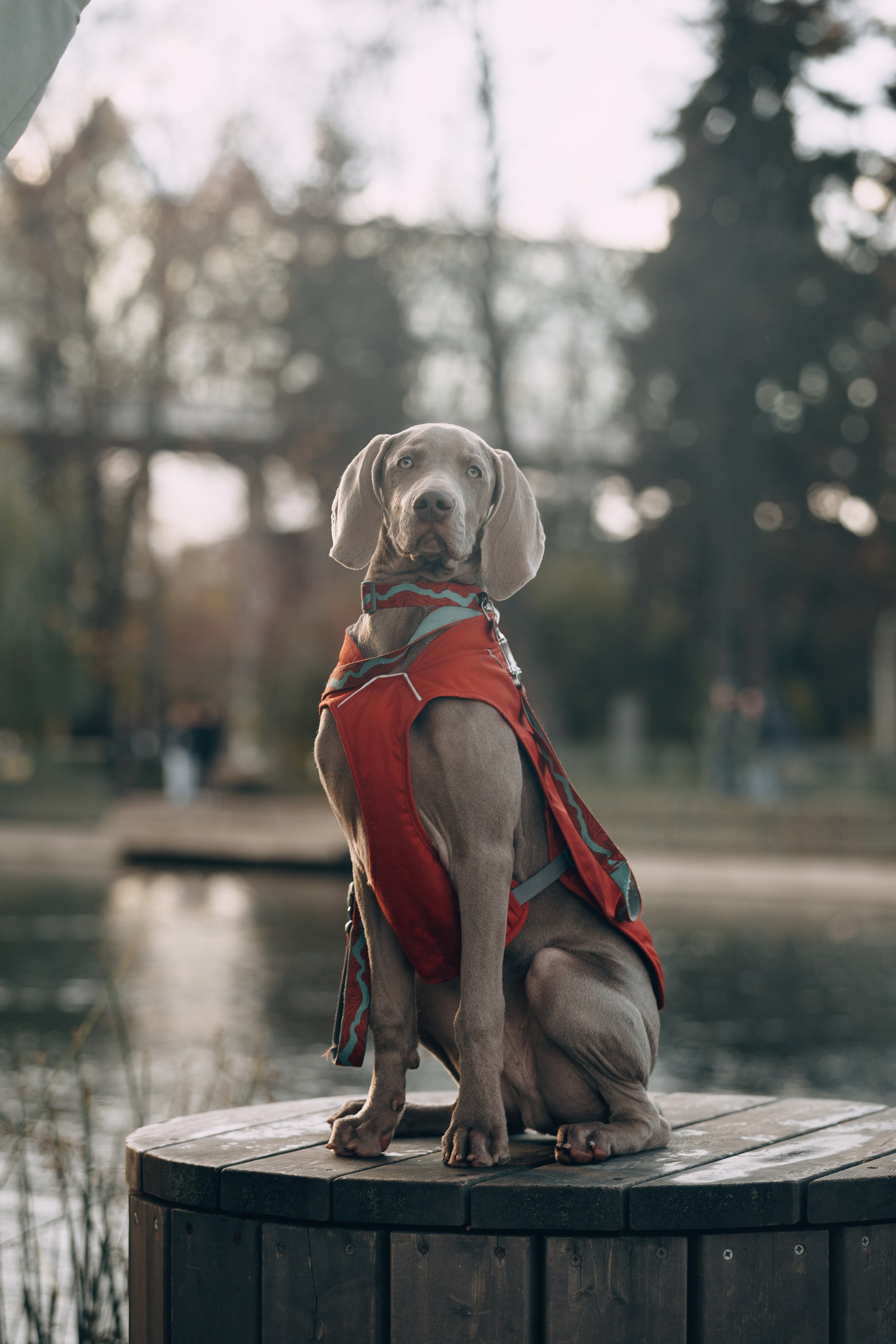 Оля, Саша и Бастиан. Фотограф анималист Кристина Карпова, Москва