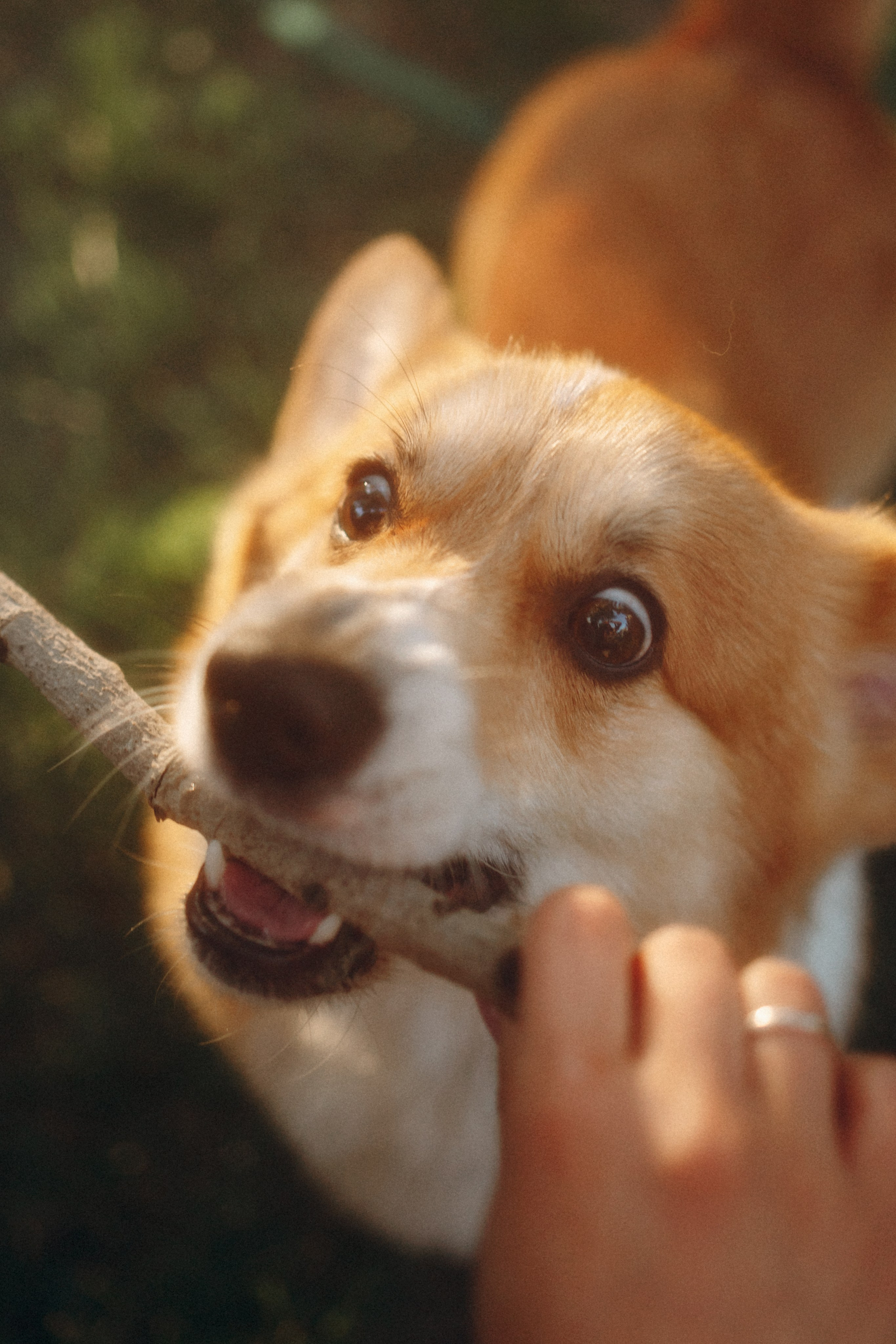Момо, Люда и Эд. Фотограф анималист Анастасия Пикей