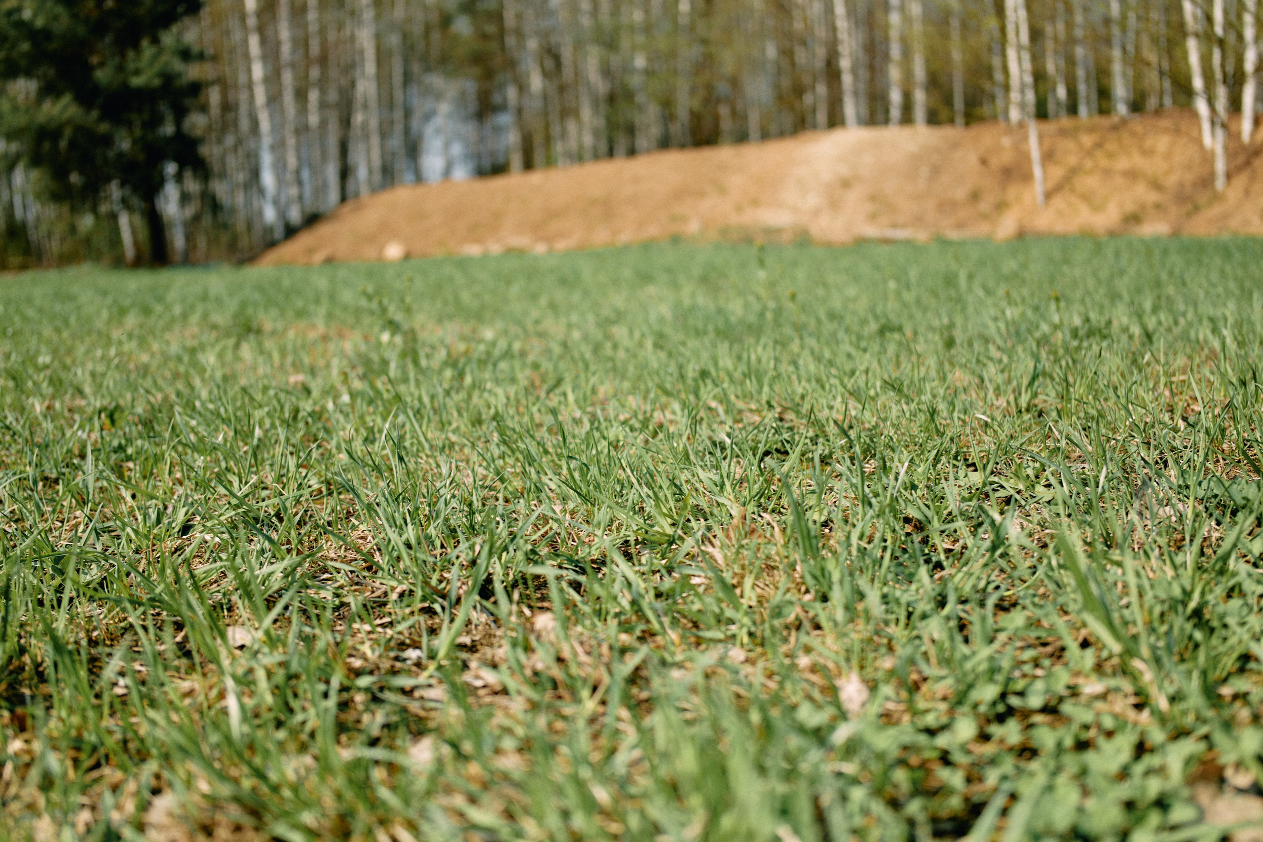 Бутик-отель Поле летом. Профессиональный Фотограф во Владимире, в Москве и в Суздале — Полина Романычева