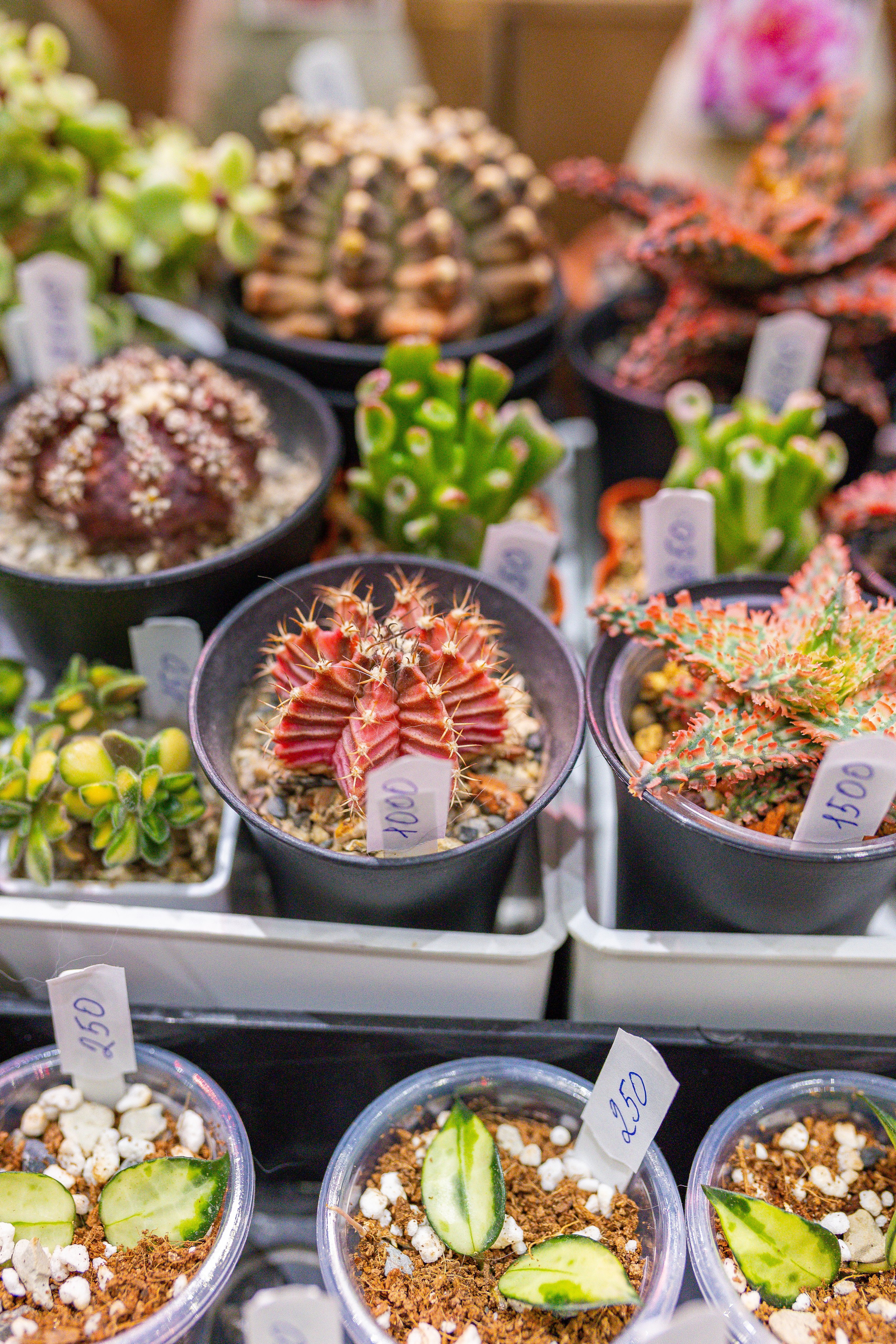 Орхидиум 12.2025. Александра Куликова фотограф, Москва