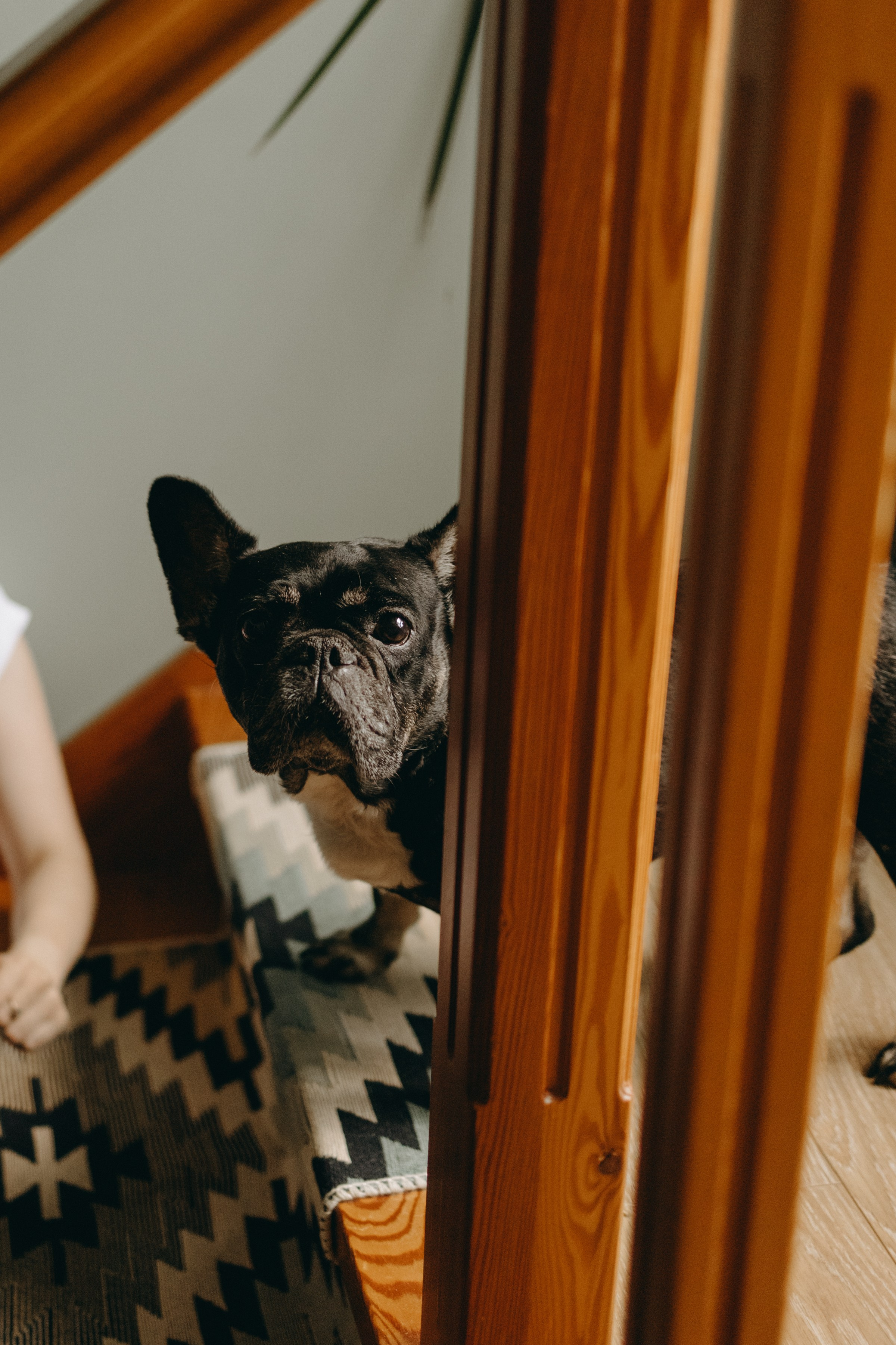 Софа и ее хвостики. Фотограф — Анималист | Санкт-Петербург