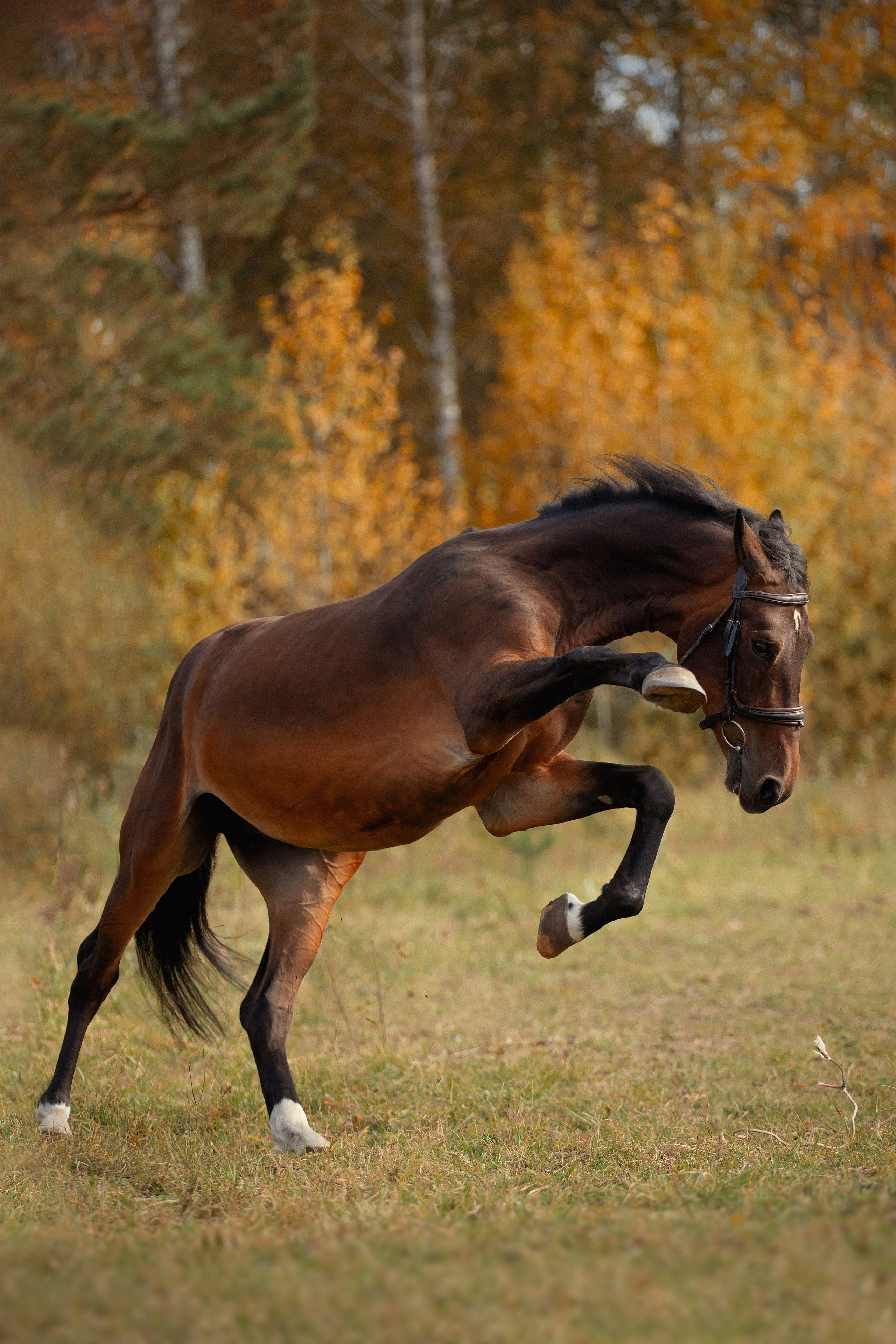 Лошади. Конный фотограф Валынкина Лера