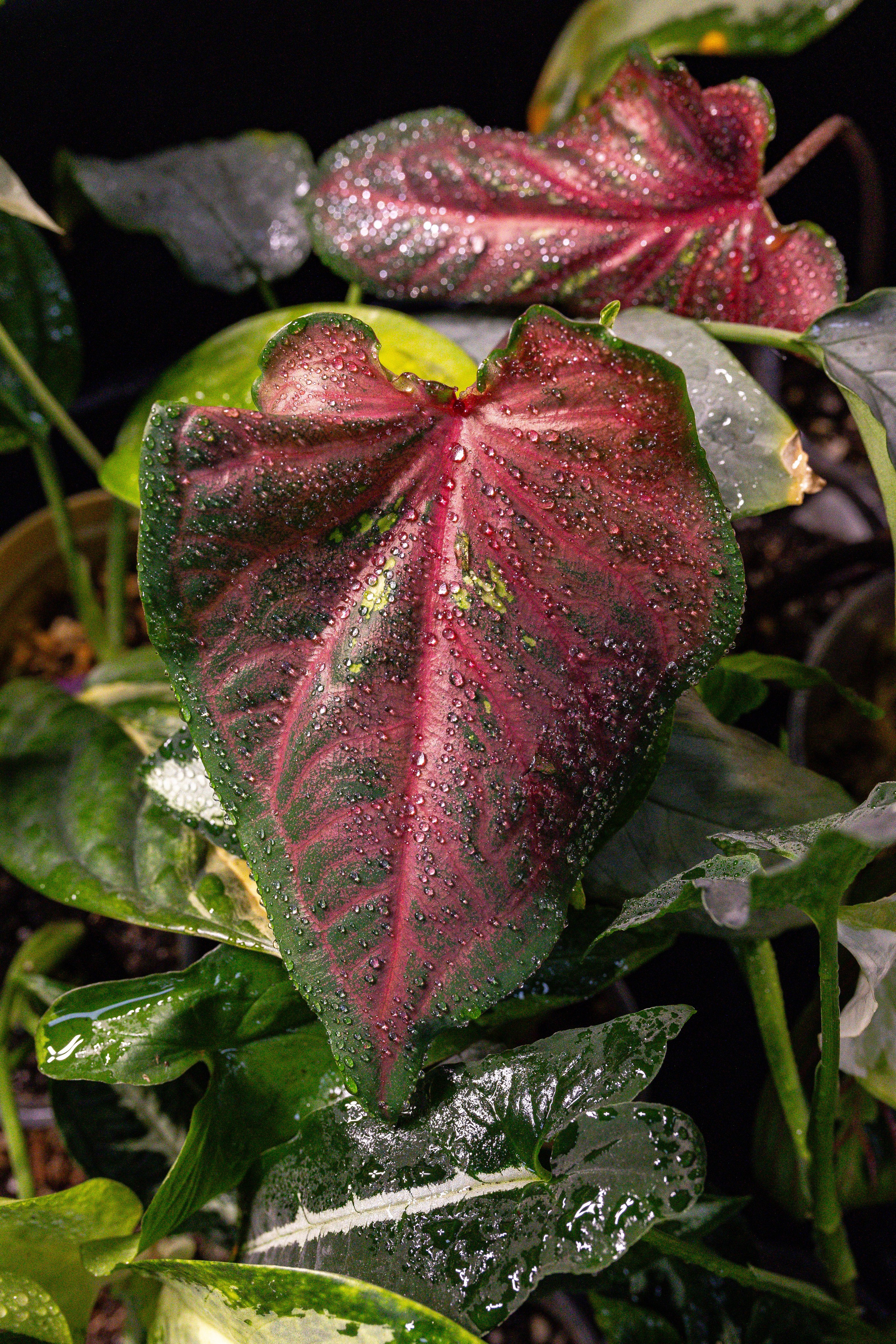 Орхидиум май 2025. Александра Куликова фотограф, Москва