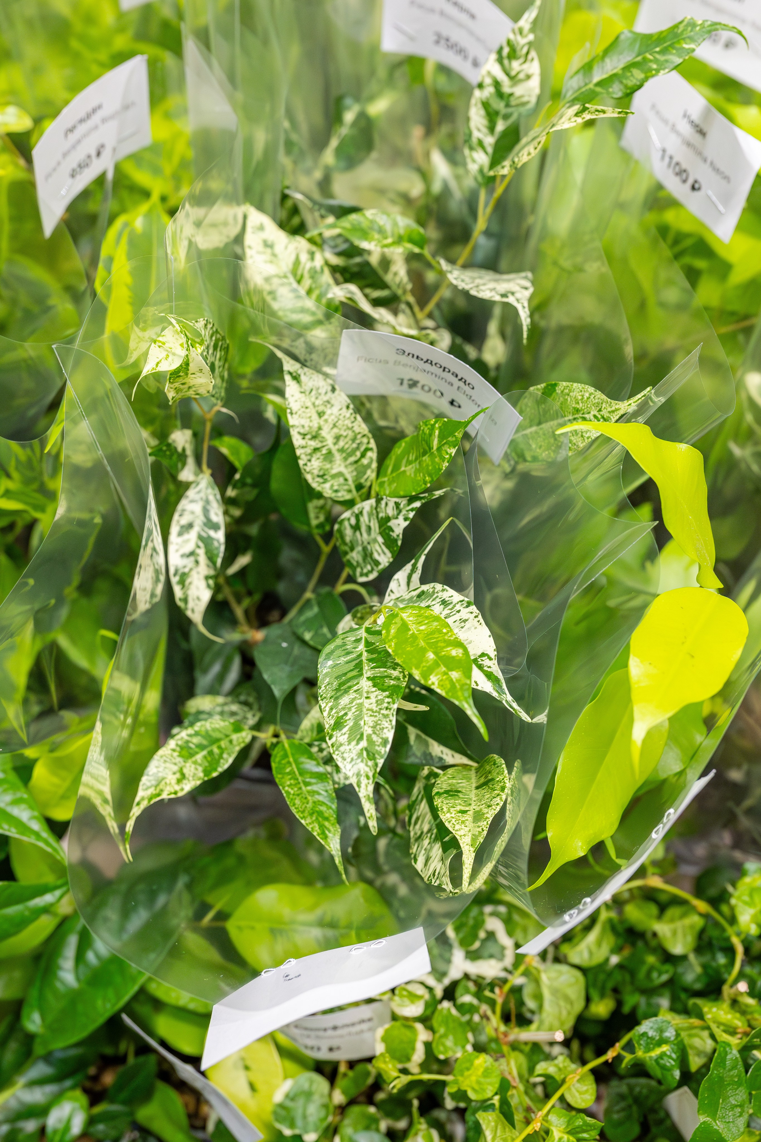 Монстериум апрель 2026. Александра Куликова фотограф, Москва