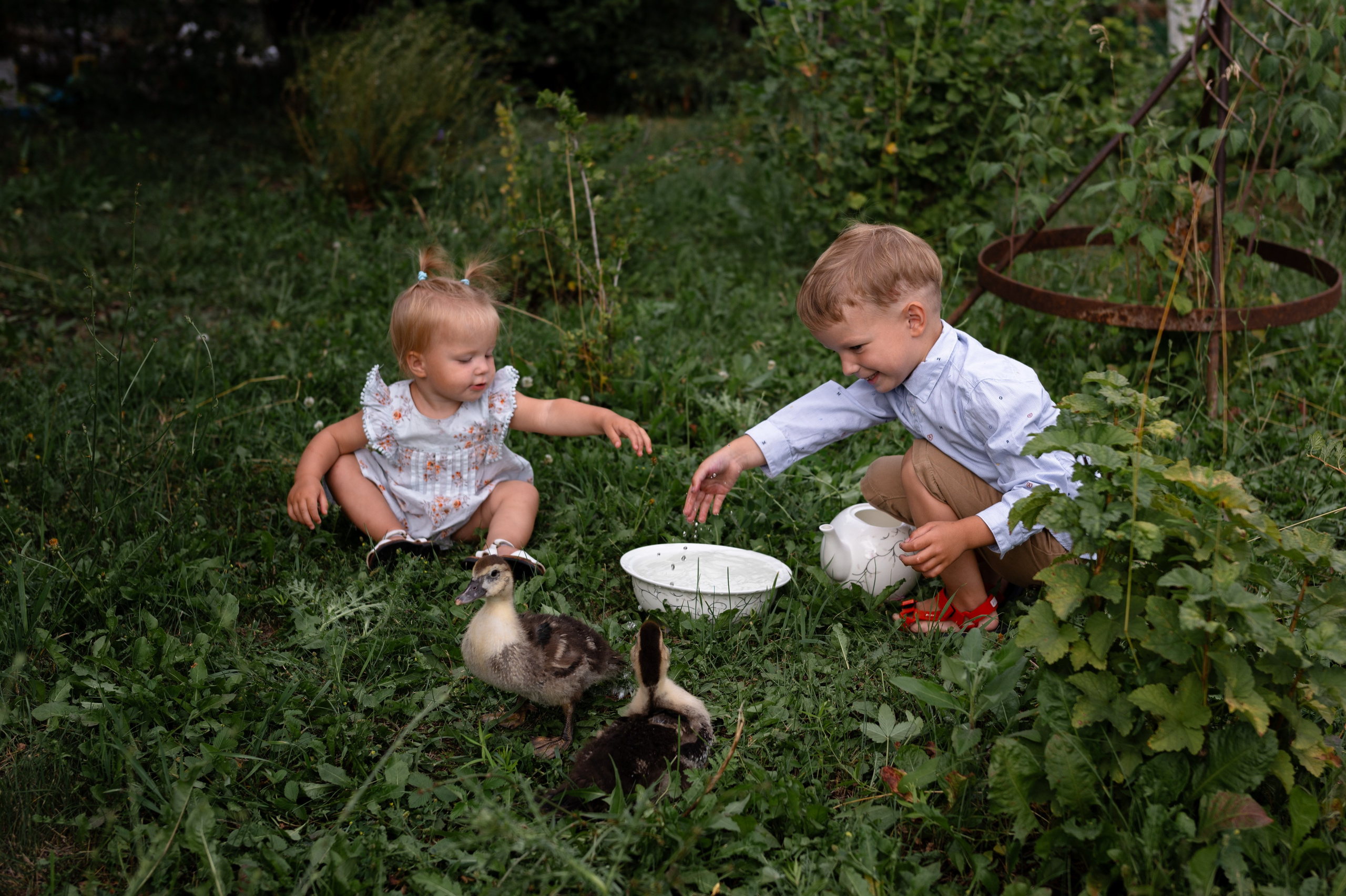 Ромашки и утята. Главная