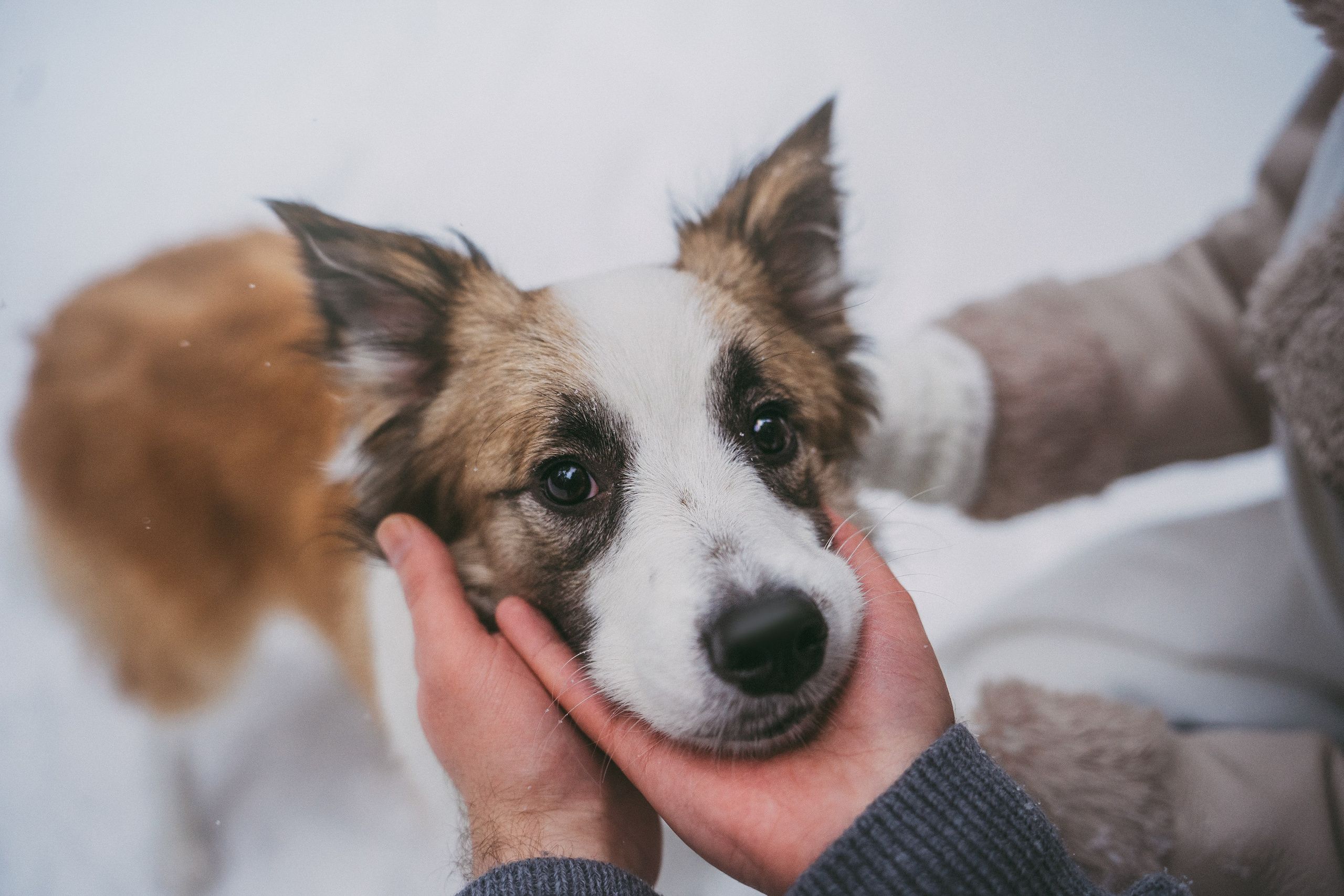 Катя, Анатолий и Елай. Фотограф анималист в Москве и Санкт-Петербурге Свиридова Анна