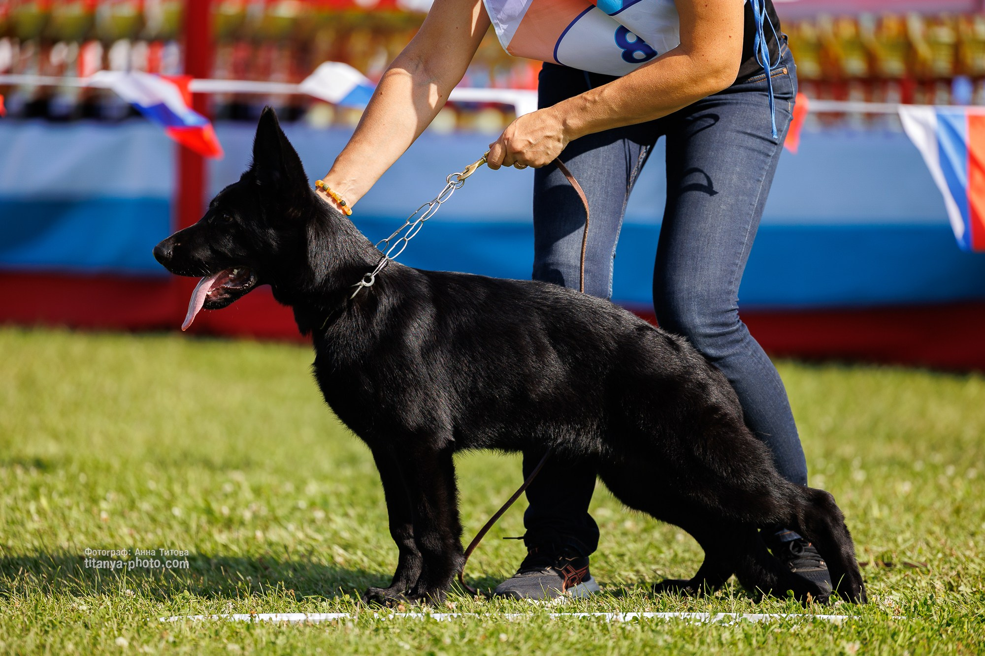 Немецкие овчарки: фото из рингов и вне ринга, мутпроба (фотографии с выставок). Фотограф собак, фотограф-анималист Аня Титова (Titanya). Москва