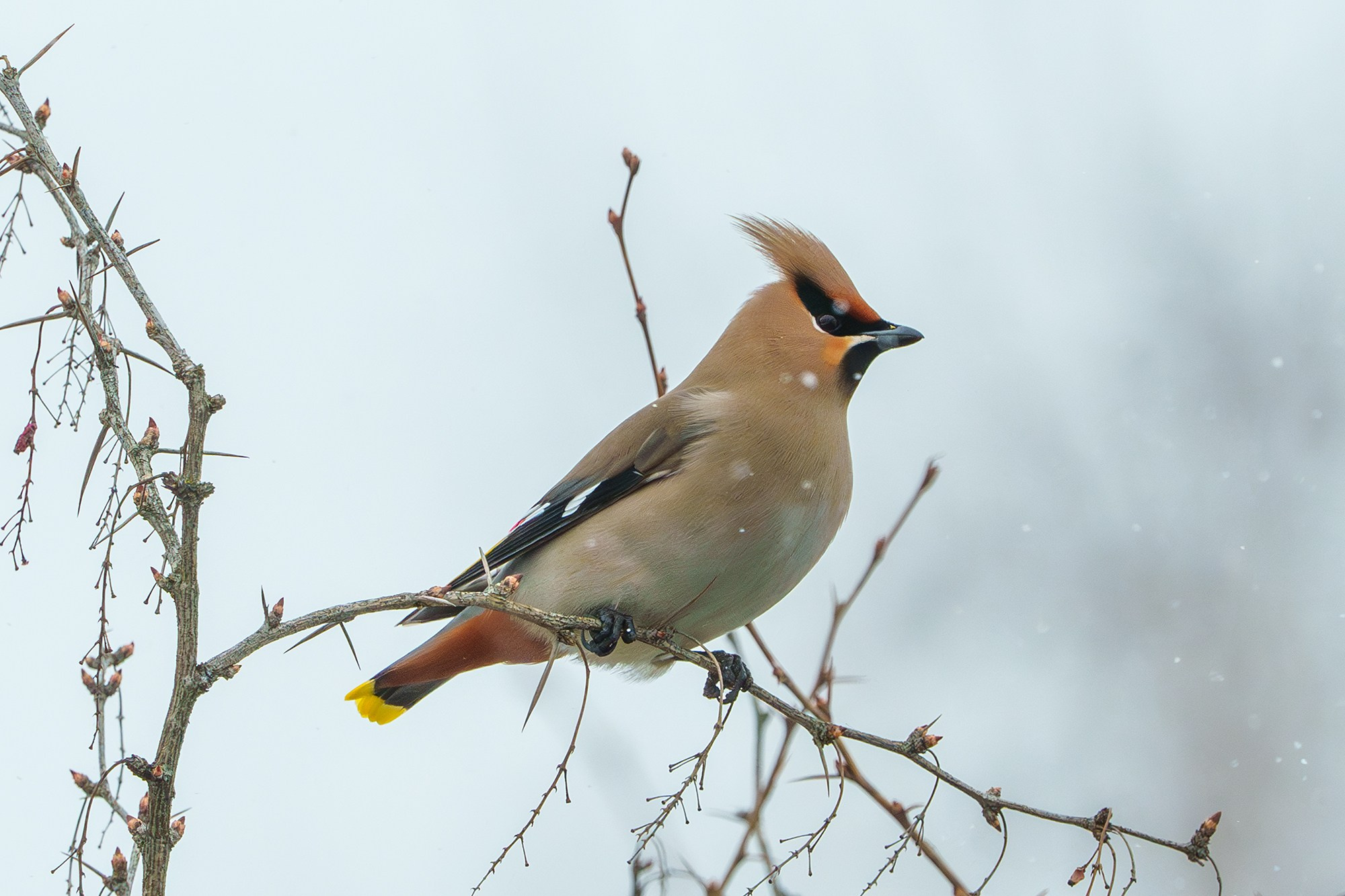 Удивительные мир птиц. Вокруг нас столько прекрасного — присмотритесь!. Ваш личный фотограф Марина Волкова