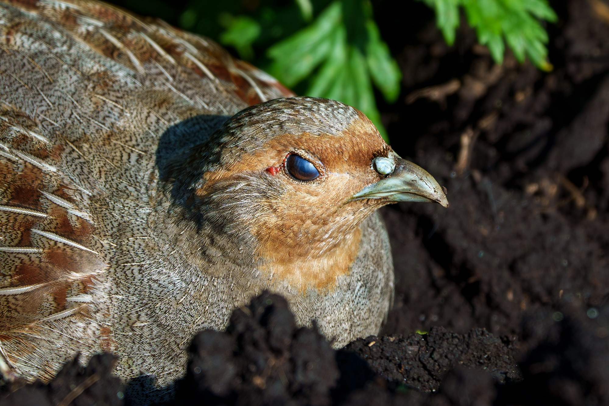 Удивительные мир птиц. Вокруг нас столько прекрасного — присмотритесь!. Ваш личный фотограф Марина Волкова