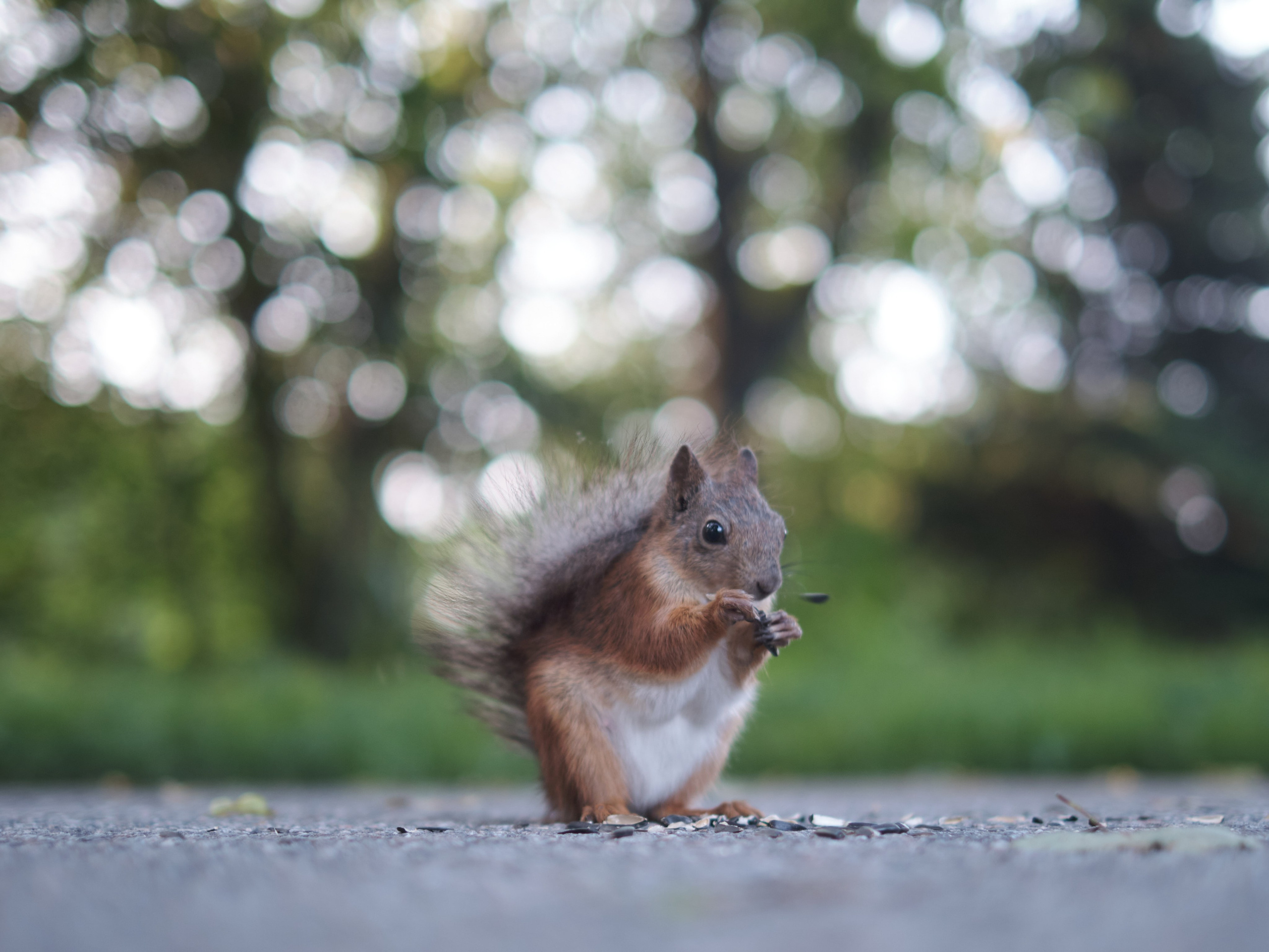 Елагин Остров. Фотограф Санкт-Петербург
