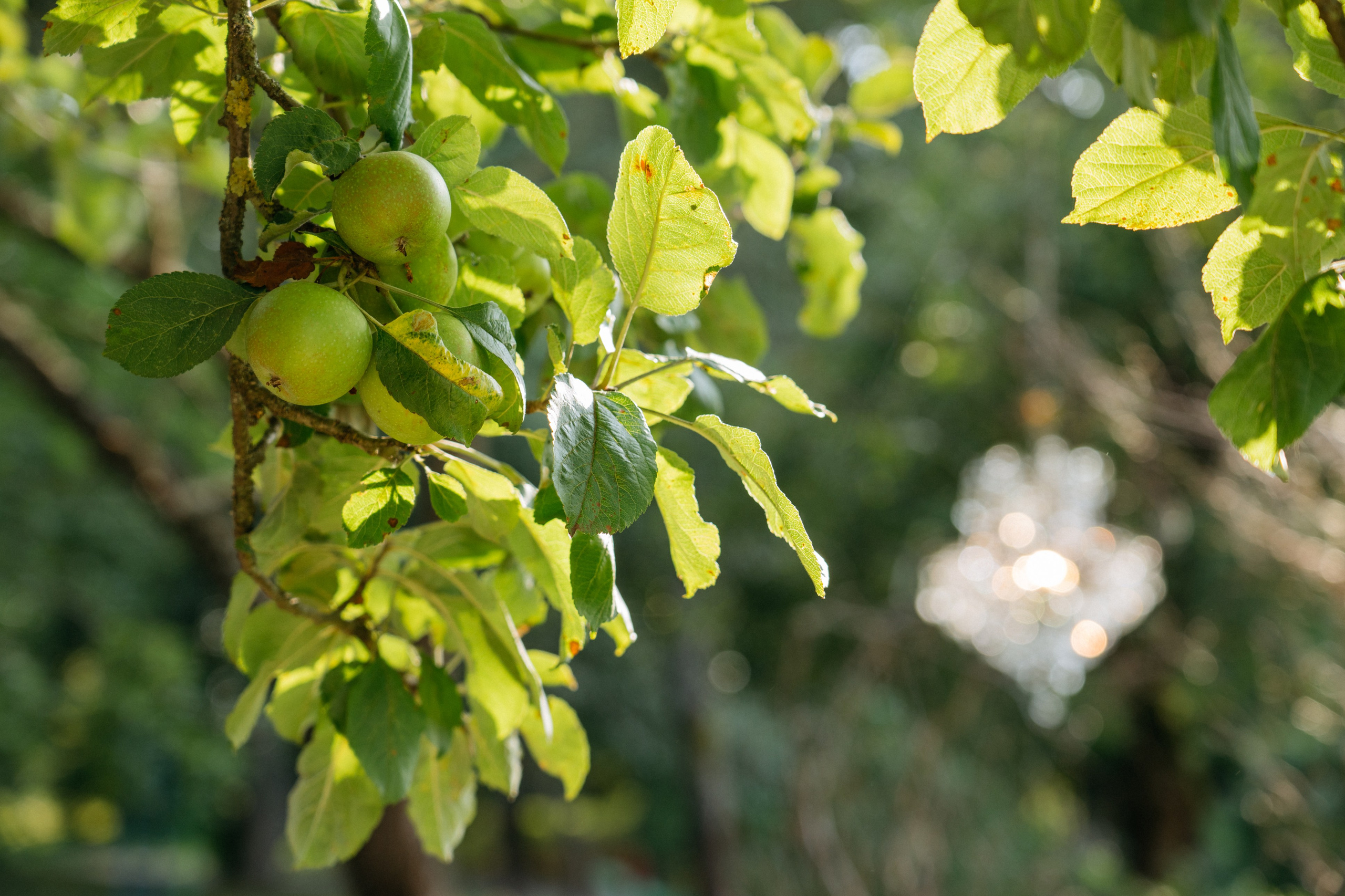 Илья и Алина. Свадебный и семейный фотограф в Калининграде Анастасия Гриценко