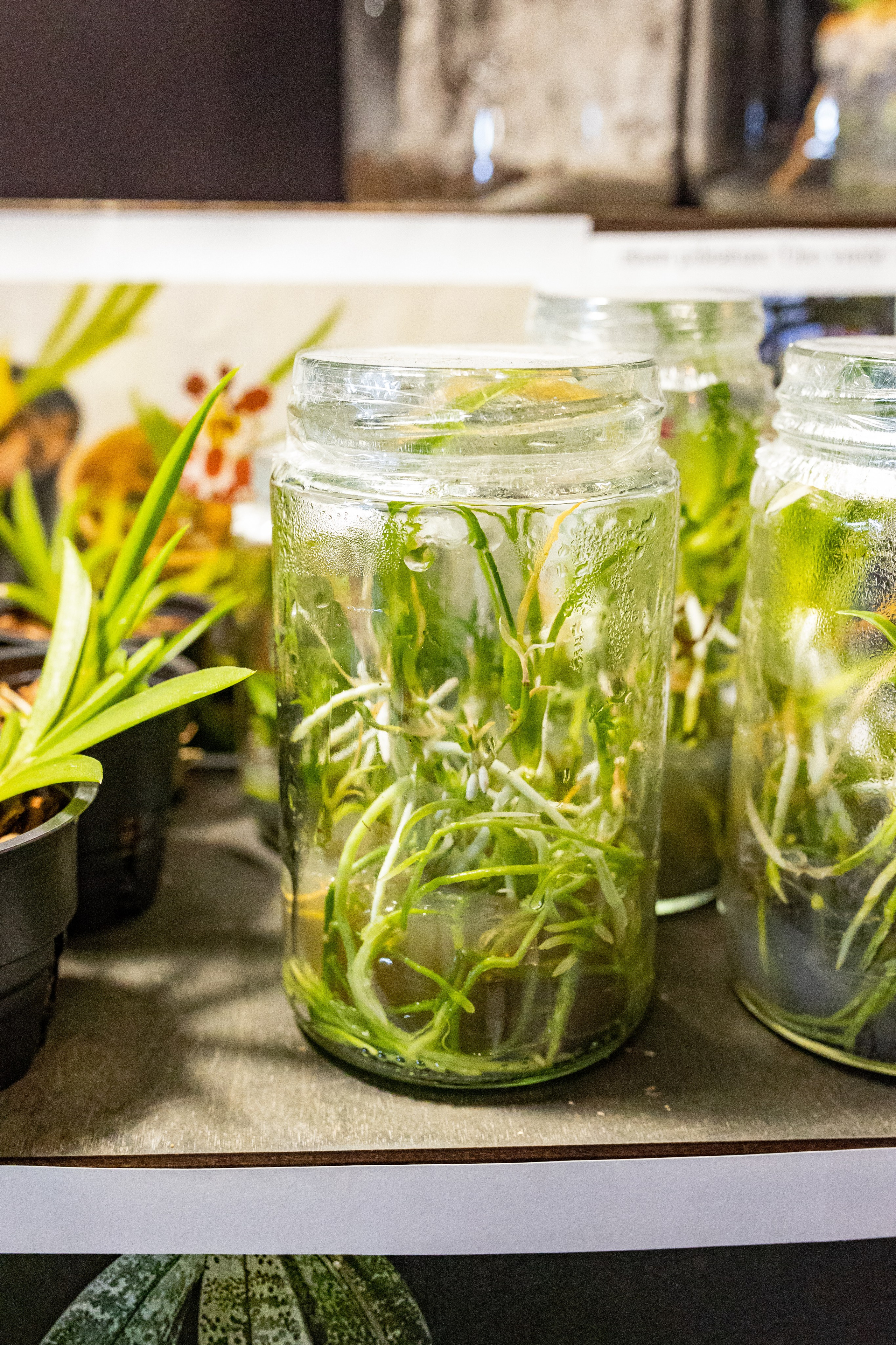 Рептилиум 2024. Александра Куликова фотограф, Москва