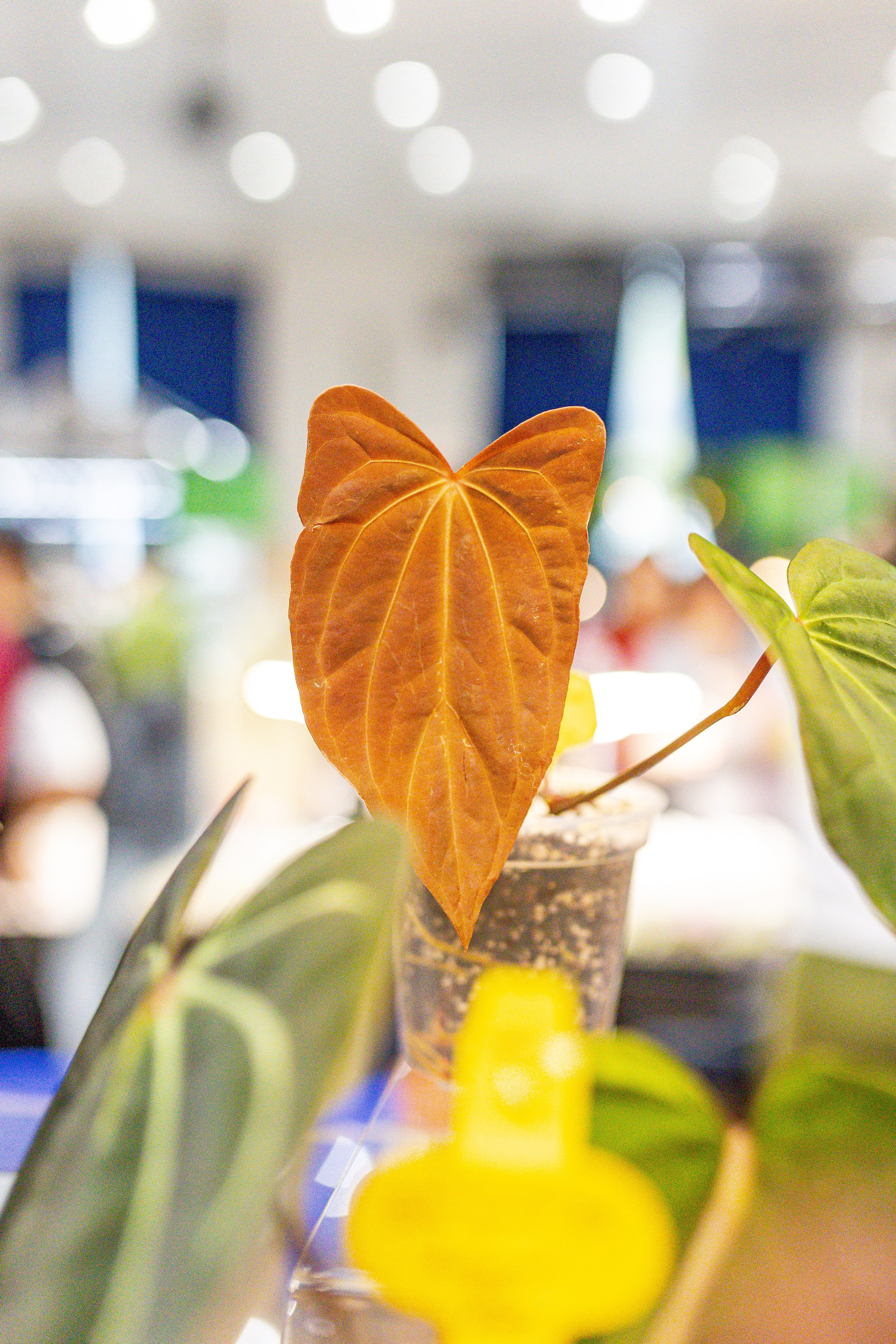 Монстериум апрель 2026. Александра Куликова фотограф, Москва