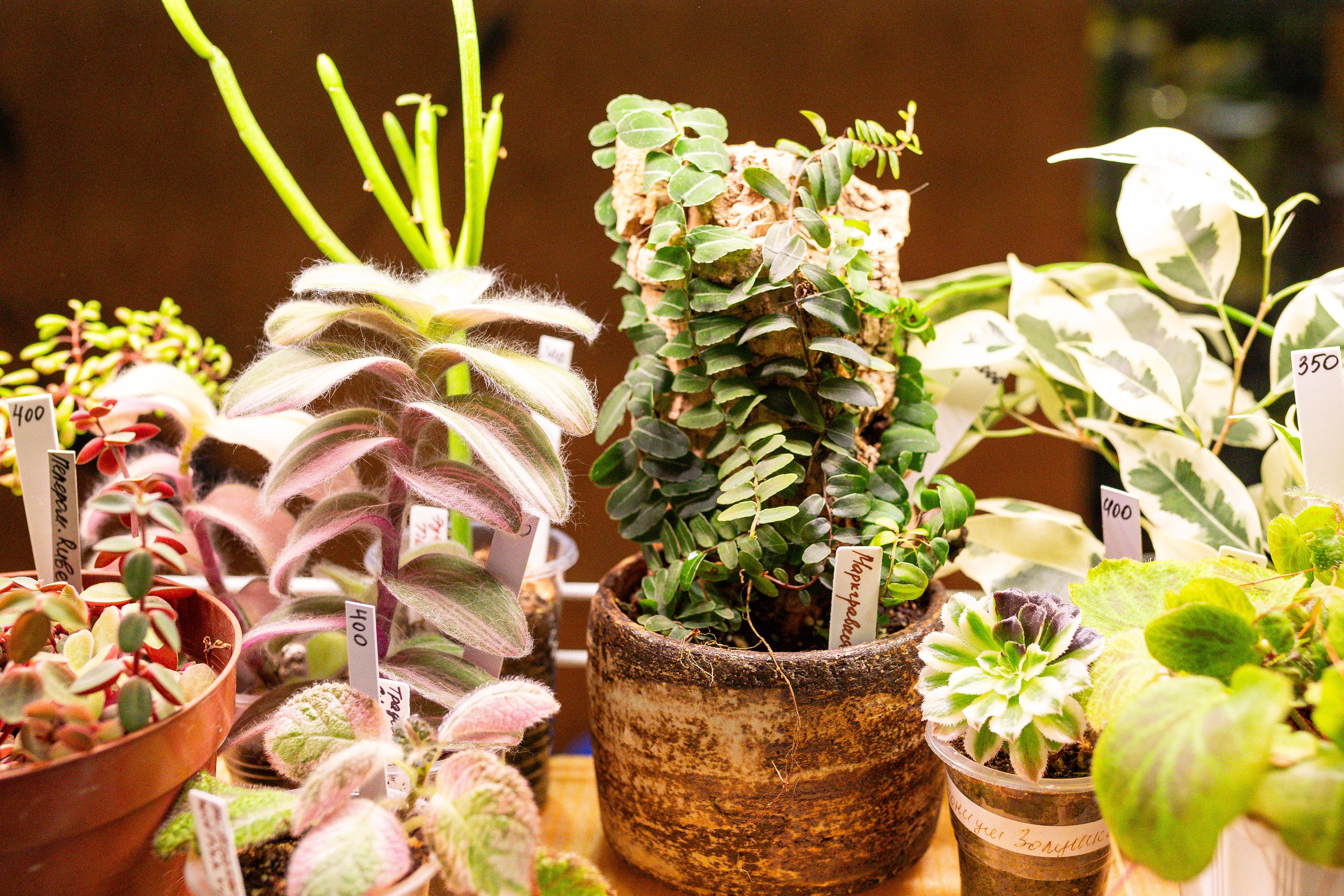 Монстериум 11–12 октября. Александра Куликова фотограф, Москва