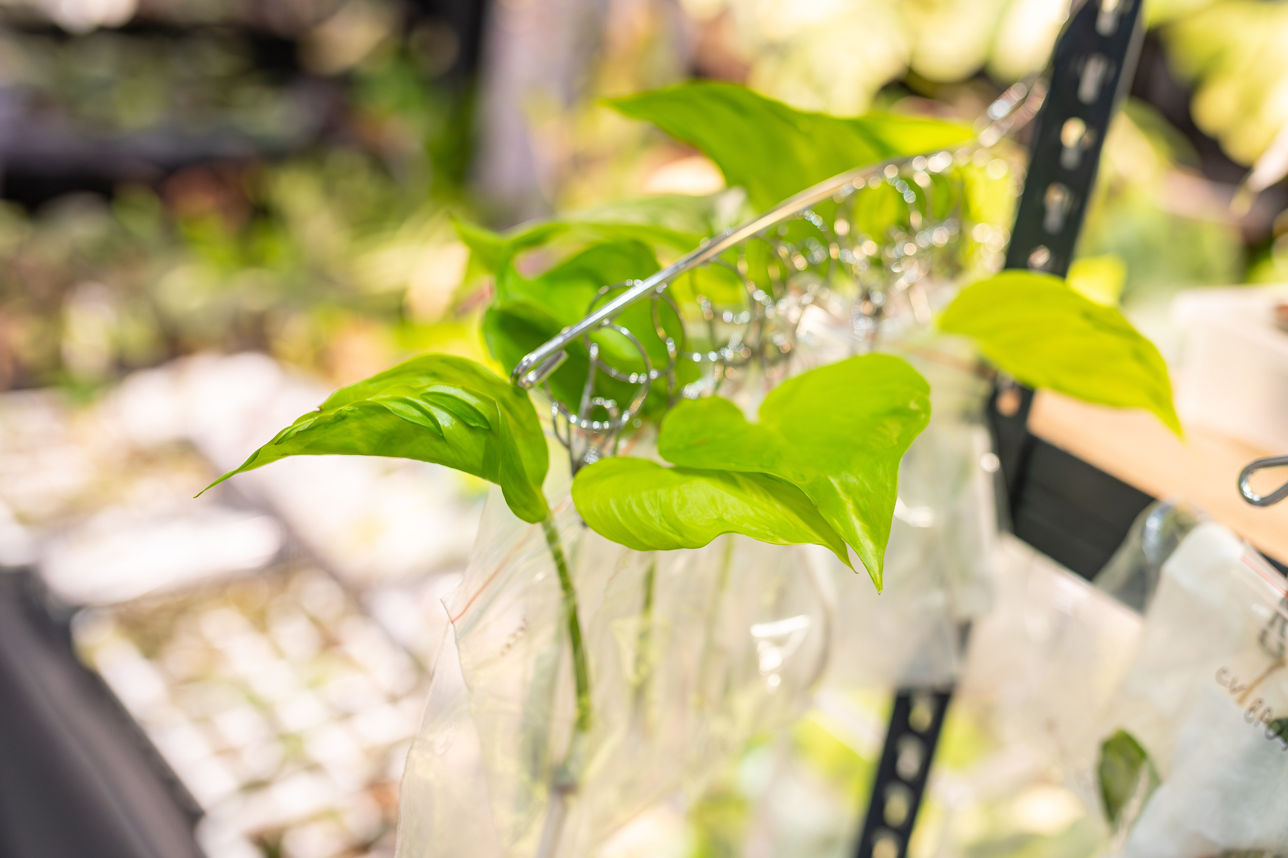 Монстериум апрель 2026. Александра Куликова фотограф, Москва