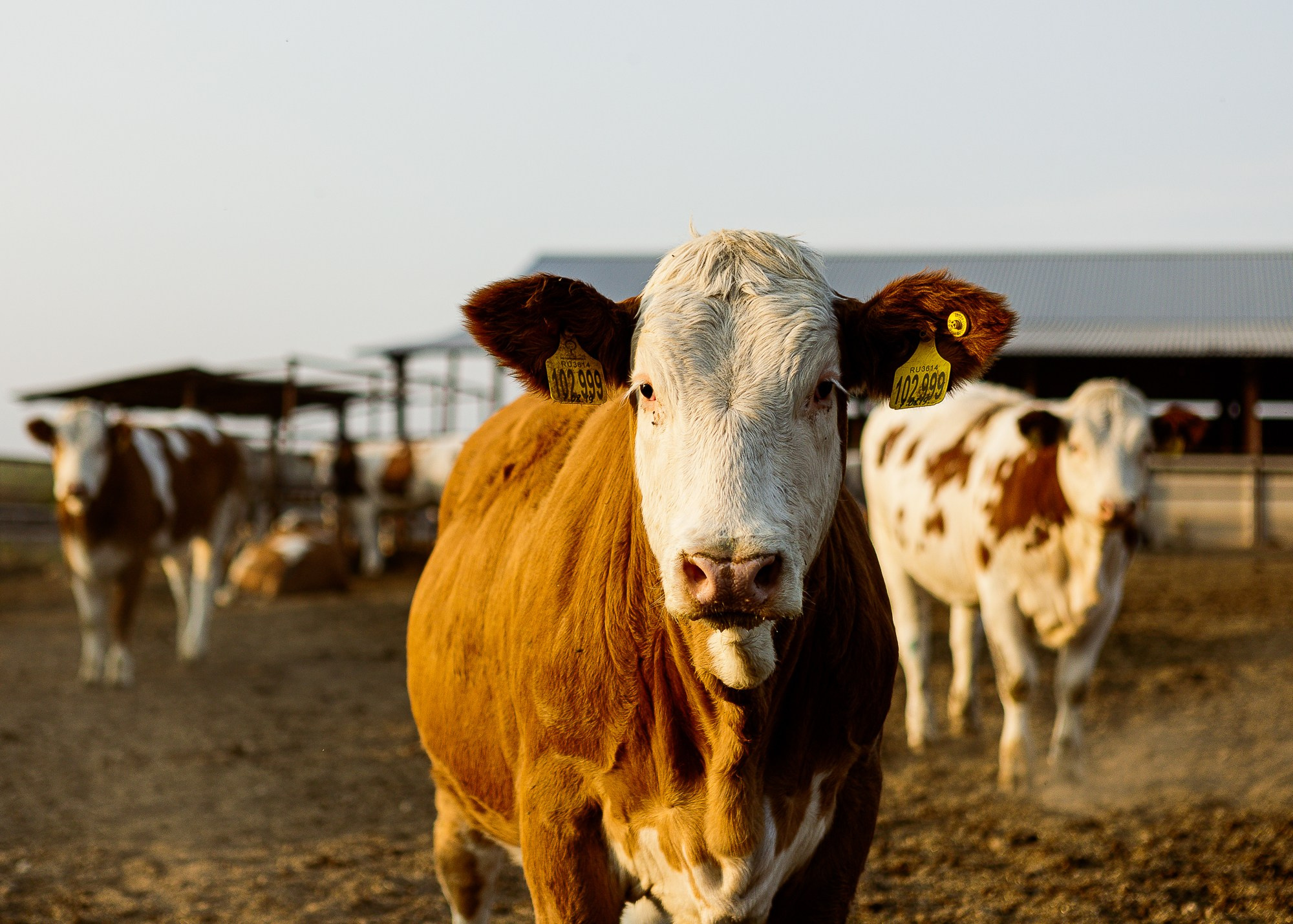 ЭкоНива — производитель молока № 1 в России