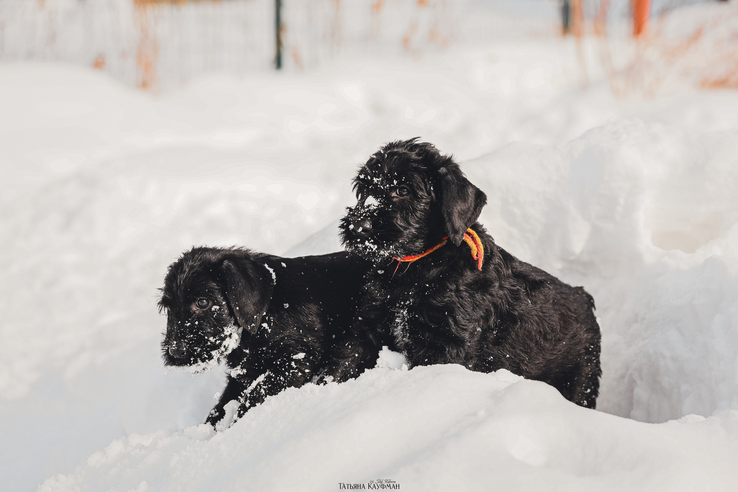 Ризеншнауцер, щенки ризеншнауцера, купить ризеншнауцера, купить щенка, ризеншнауцер Новосибирск, фотосъемка щенков, фотосессия собак, заказать фотосессию, фотографии щенков, сфотографировать щенка, фотограф Анималист, фотограф собак Новосибирск, фотограф анималист Новосибирск