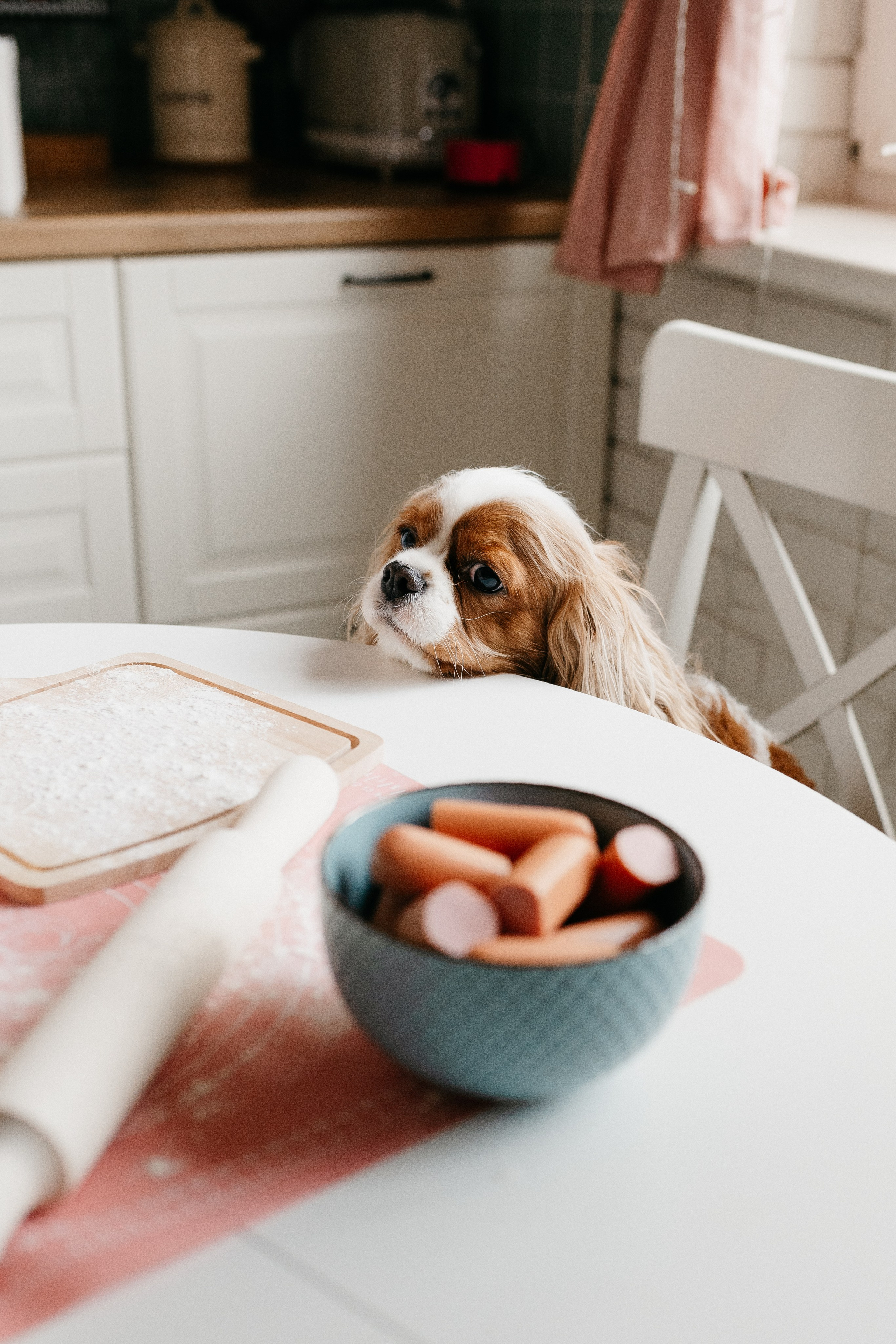 Даша, Диана, Дебби и маленькая крыска. Фотограф анималист в Москве Ольга Агушева