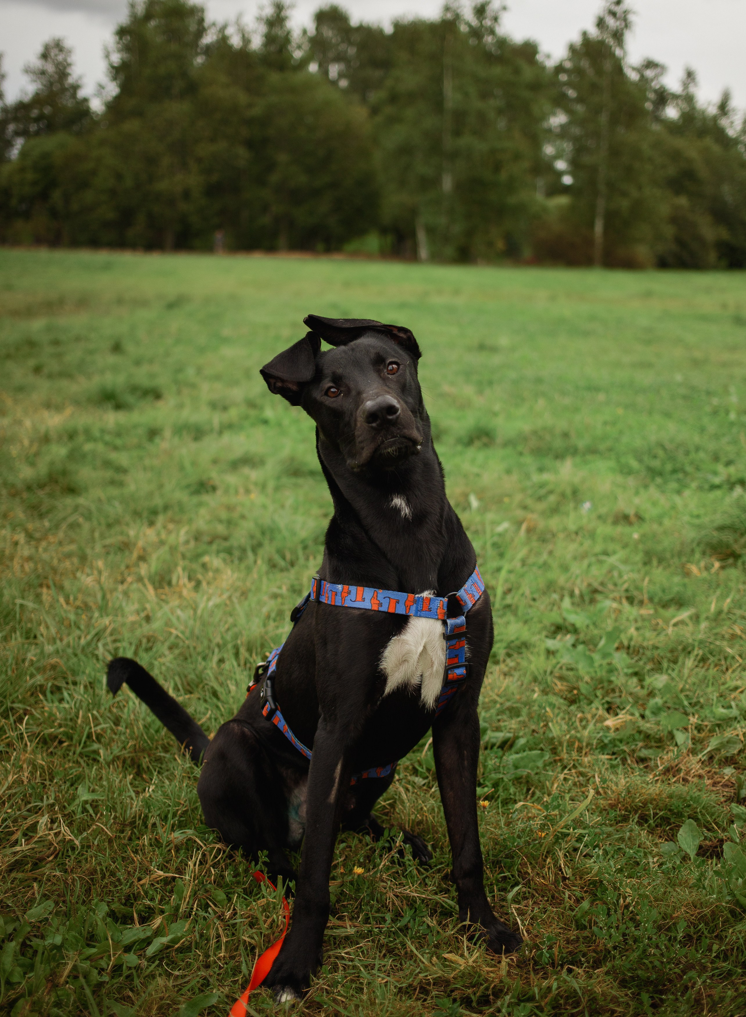 Отис ищет дом. Портретный фотограф в Санкт-Петербурге Катя Протасевич