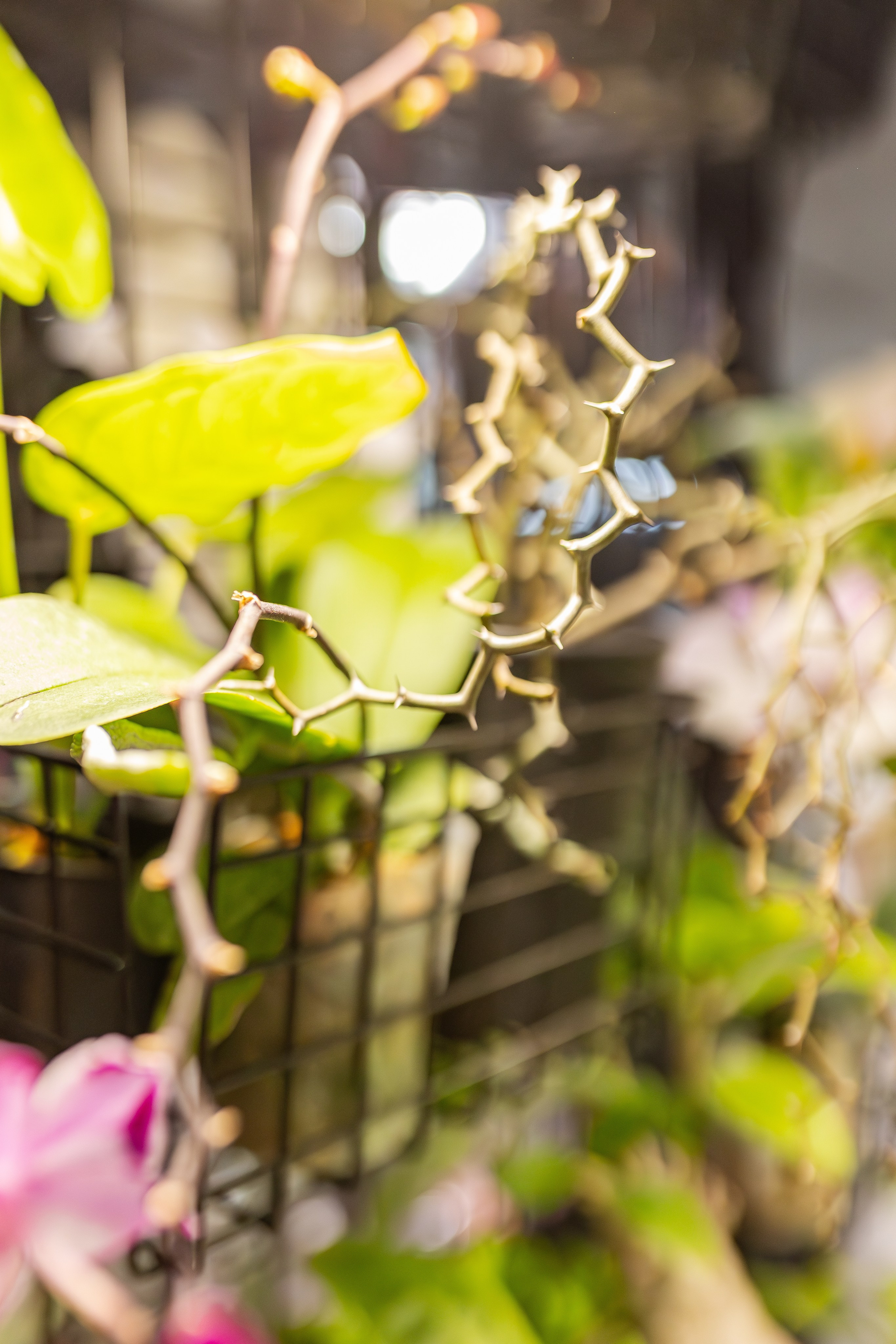 Монстериум апрель 2026. Александра Куликова фотограф, Москва