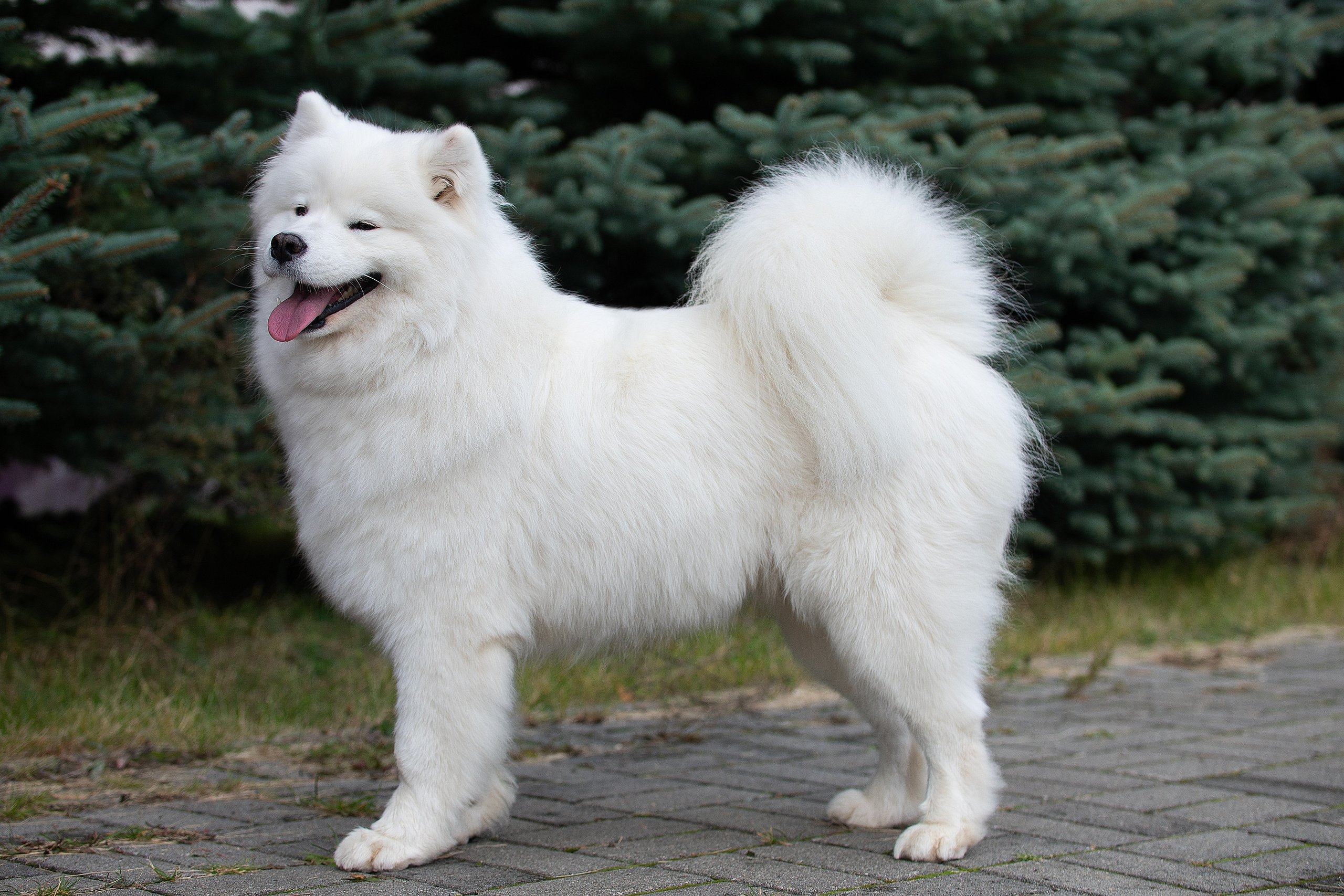 Собаки питомника Версаль. Творческий фотограф Вологда