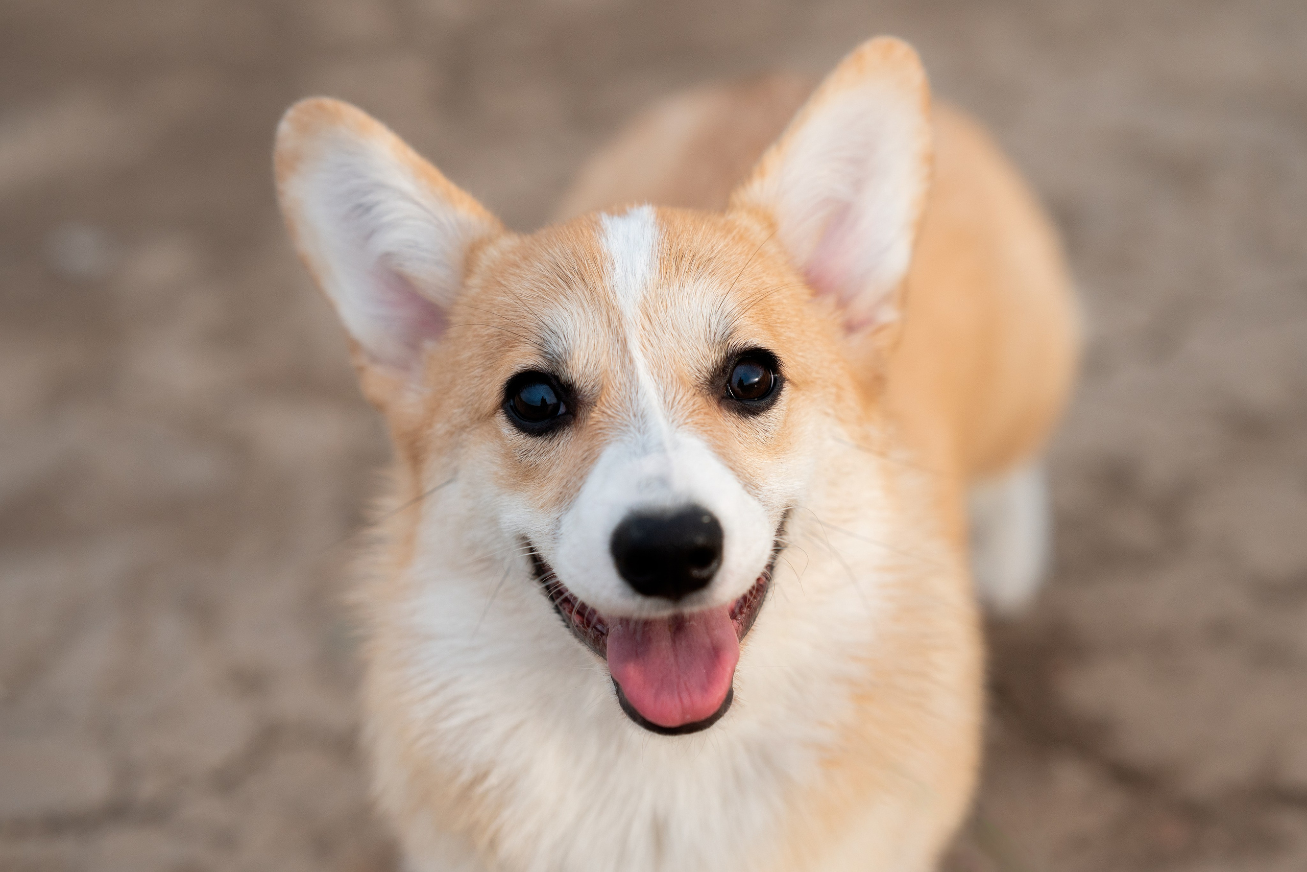 Заводчик Ольга Кушкина. Творческий фотограф Вологда