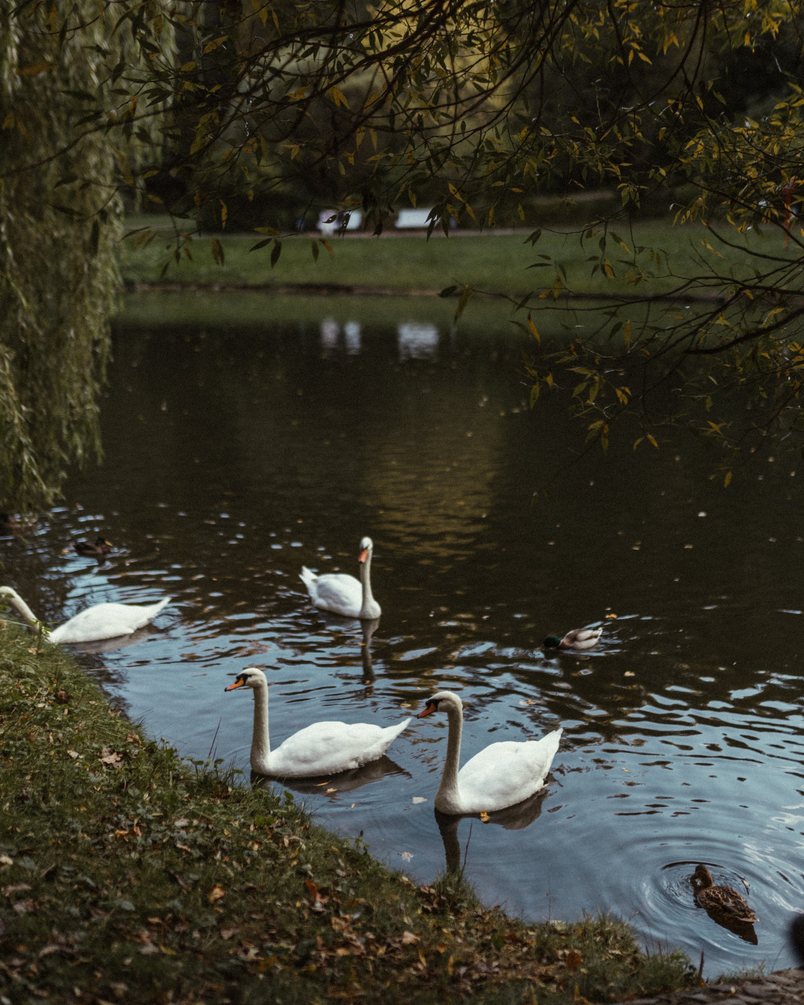Осень в Царицыно. Фотограф Анастасия Бачурина Москва/ Спб