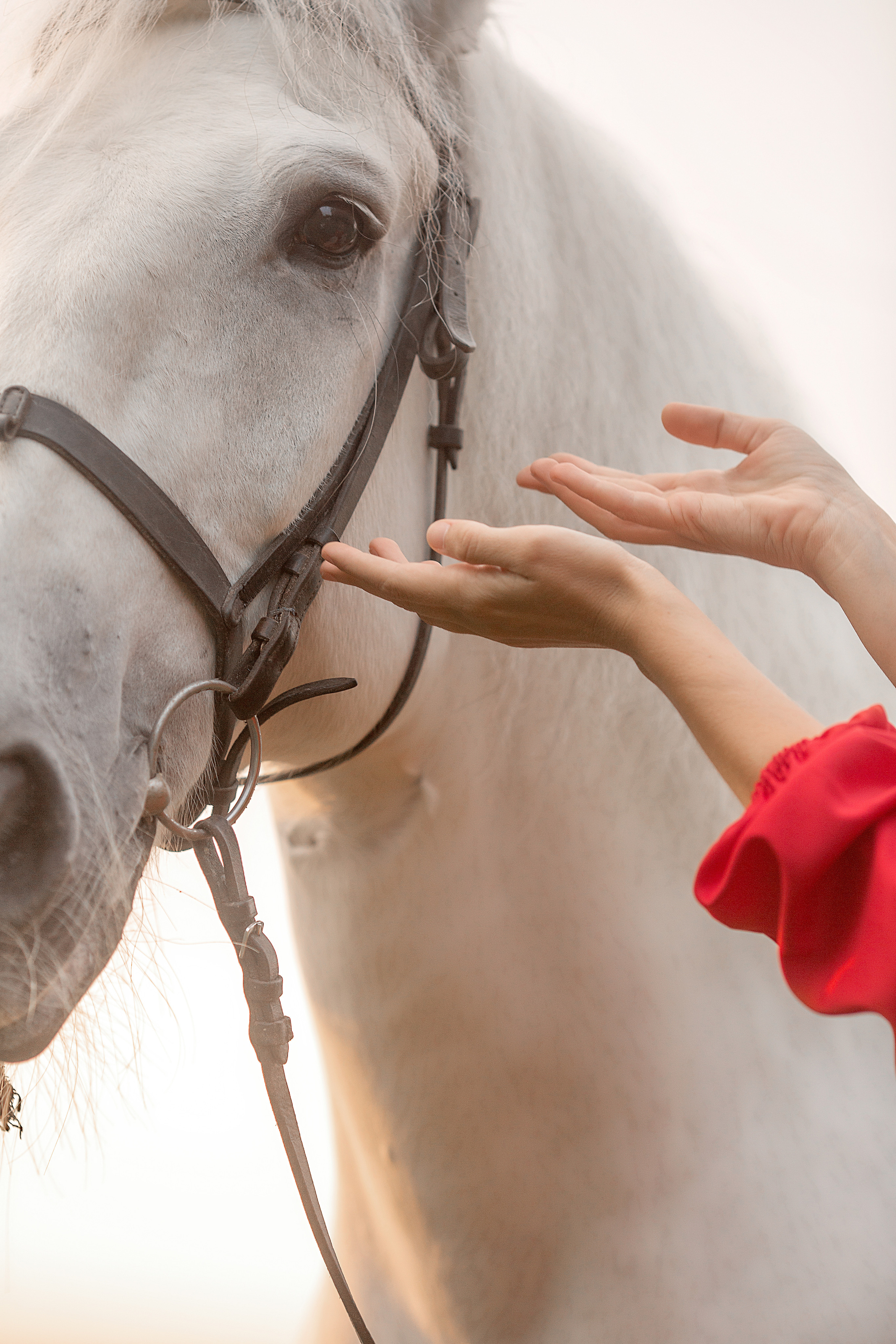 Фотосессия Марии и Воробья. Фотосессия с лошадьми в Нижнем Новгороде