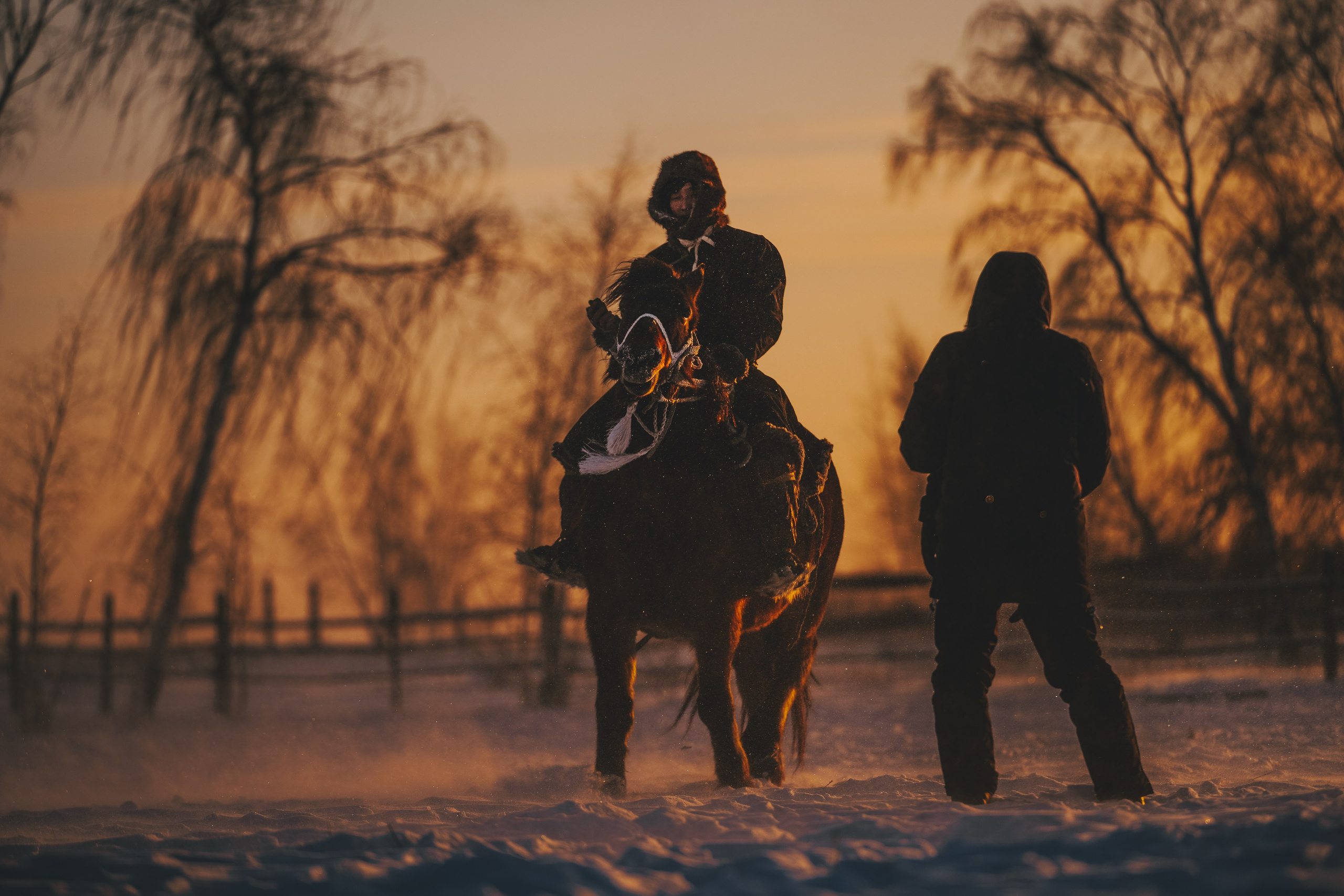 Animals. Николай Филиппов Event & Concert Photographer Москвf