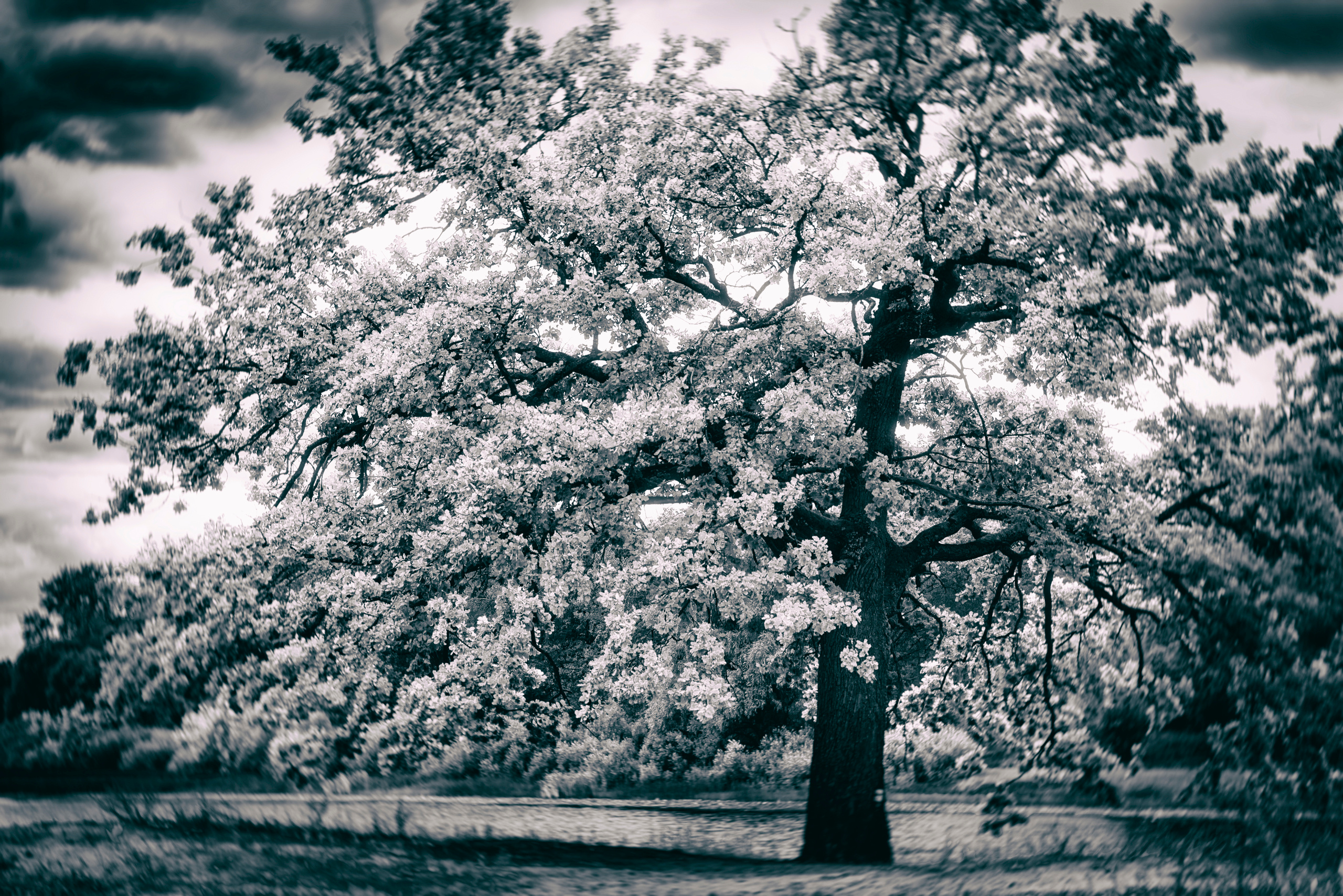 ЧБ  пейзажи (BnW landscape). Фотограф (photographer) Lischinski Vitaliy
