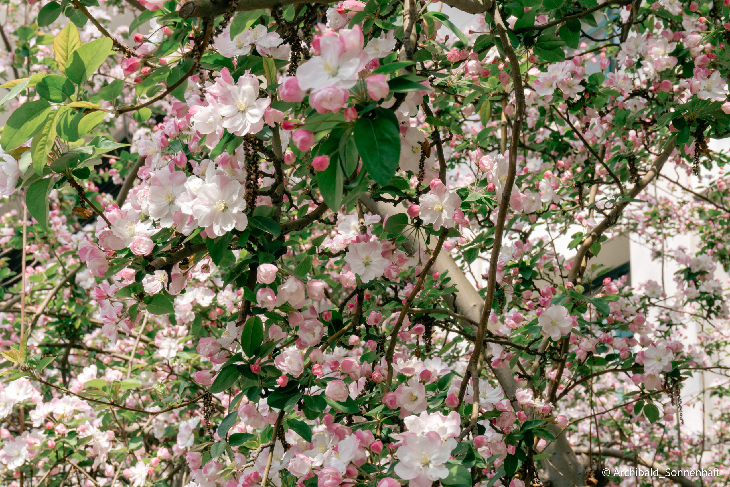 TJU blooming fest. Photographer in Guangzhou, China. Archibald Sonnenhaft
